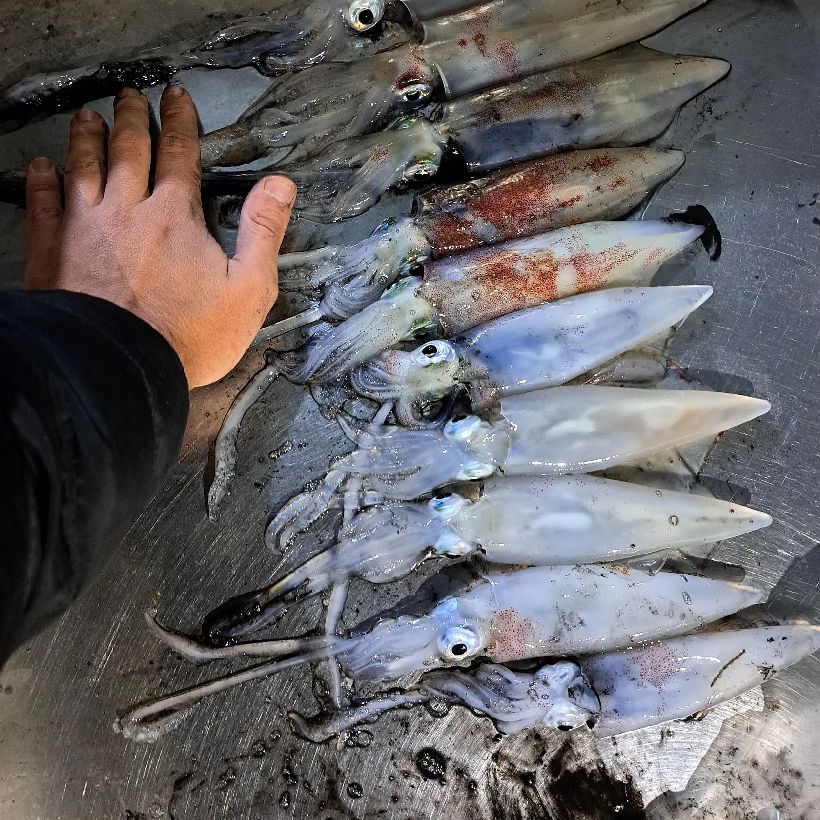 The most recent European flying squid catches on Fishbrain