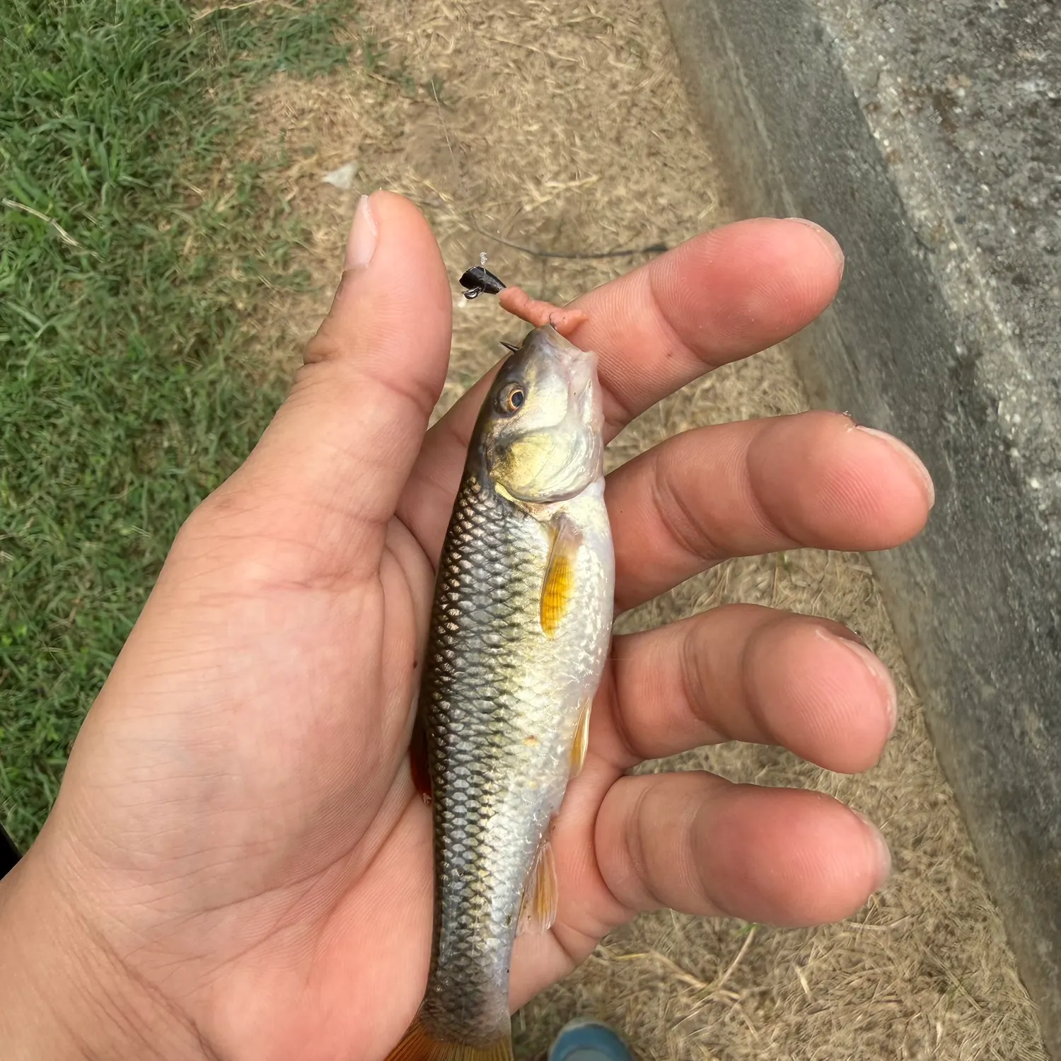 The most recent Bluehead chub catches on Fishbrain