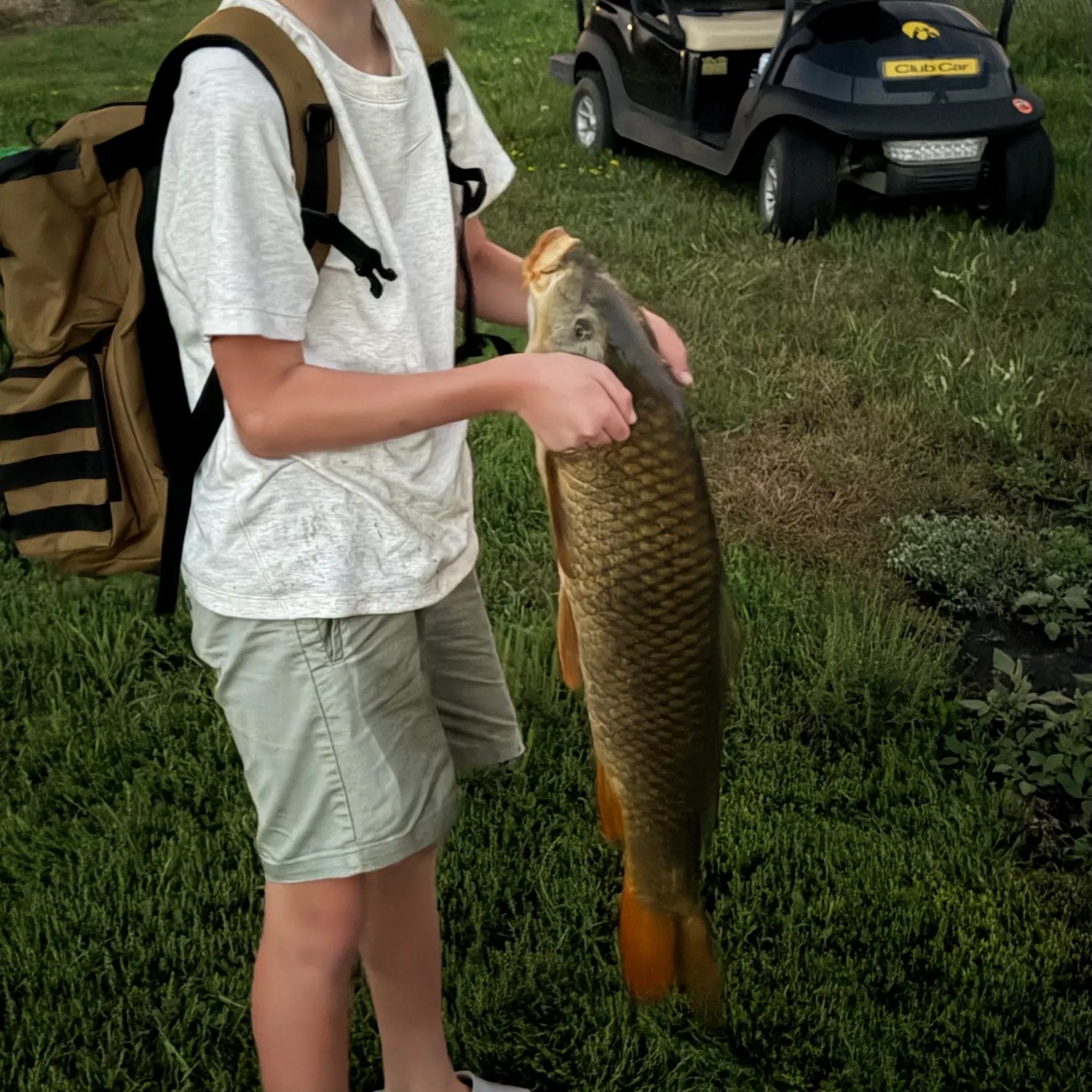 Common carp caught on Fishbrain