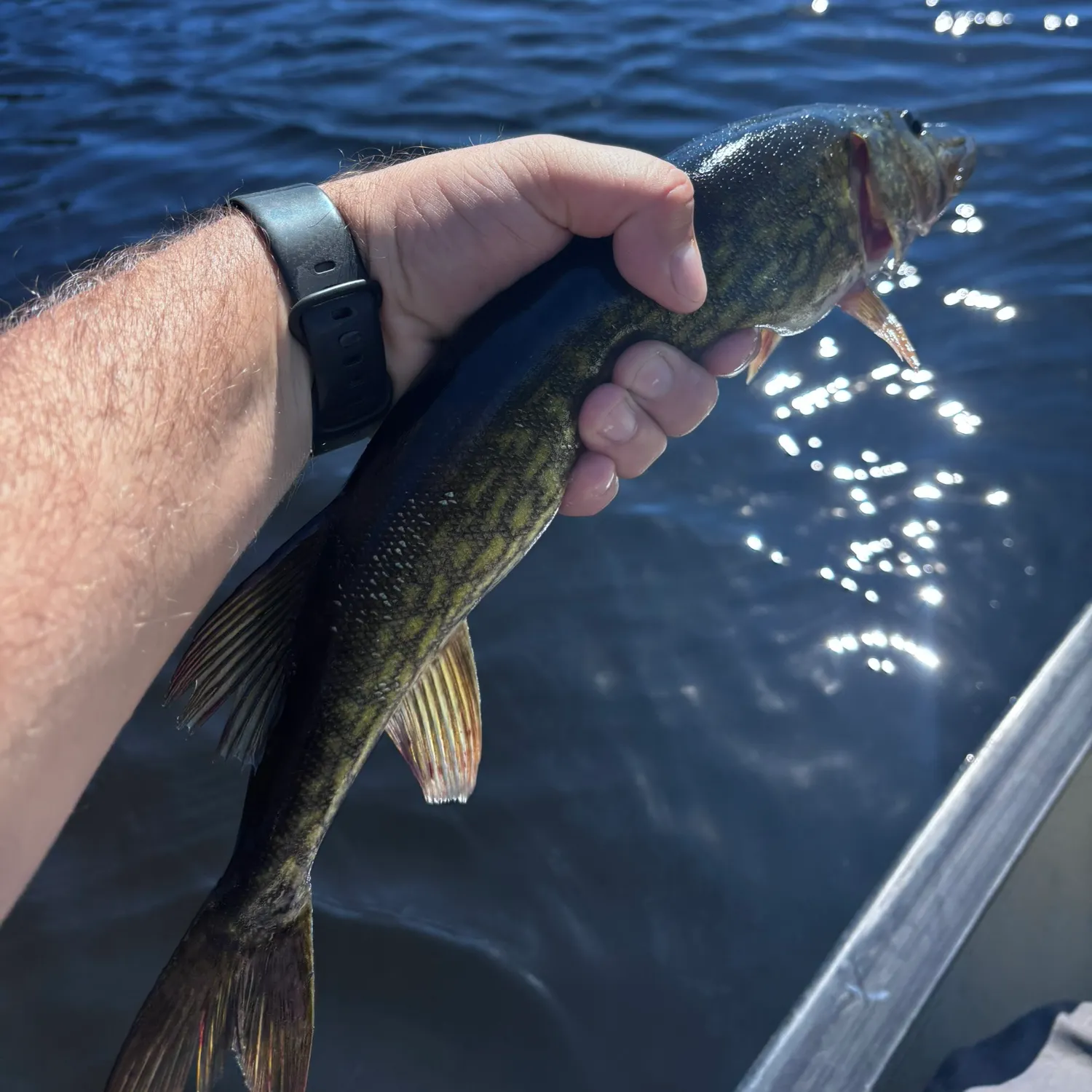 Chain pickerel caught on Fishbrain