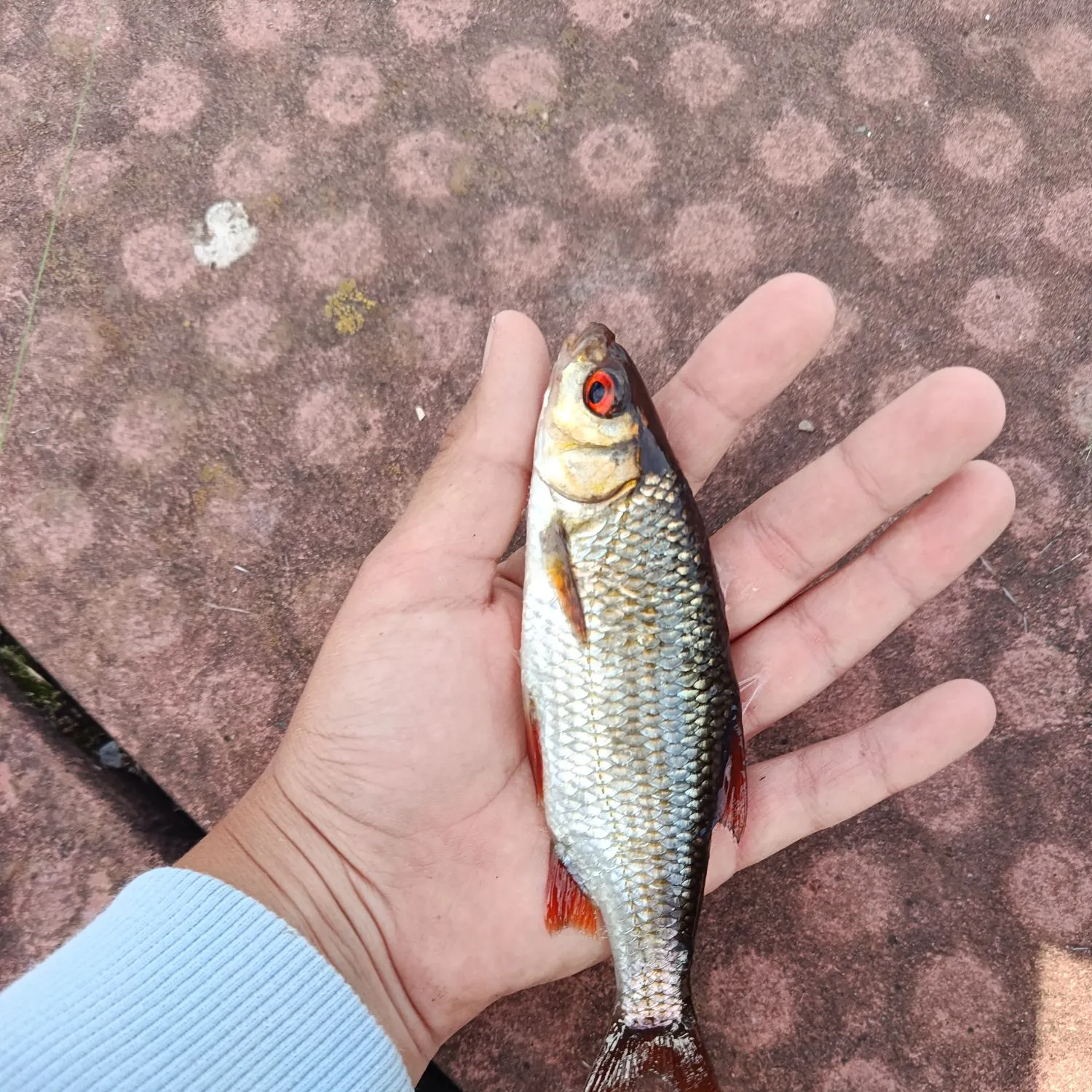 Common roach caught on Fishbrain