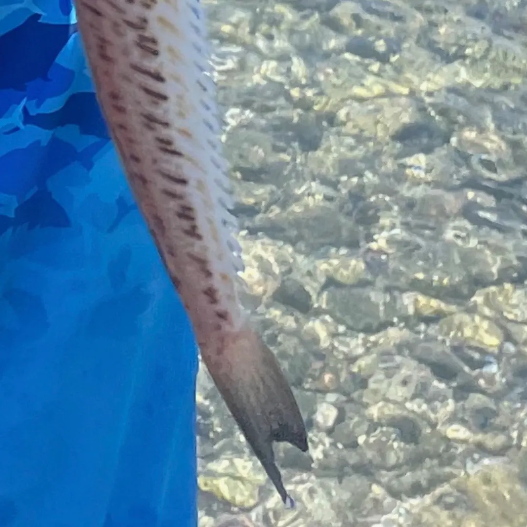 The most recent Greater weever catches on Fishbrain