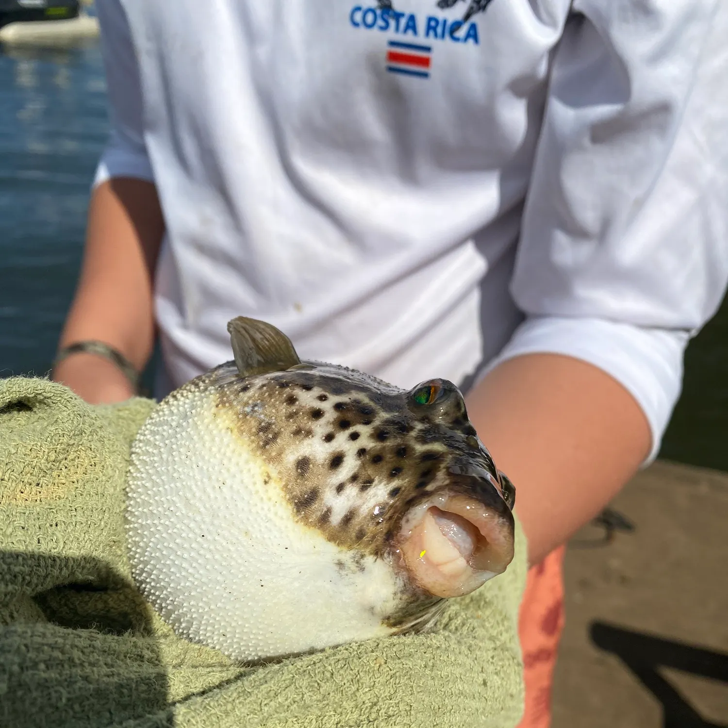 The most recent Checkered puffer catches on Fishbrain