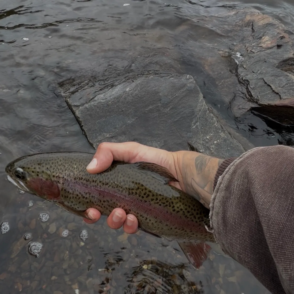 Rainbow trout caught on Fishbrain