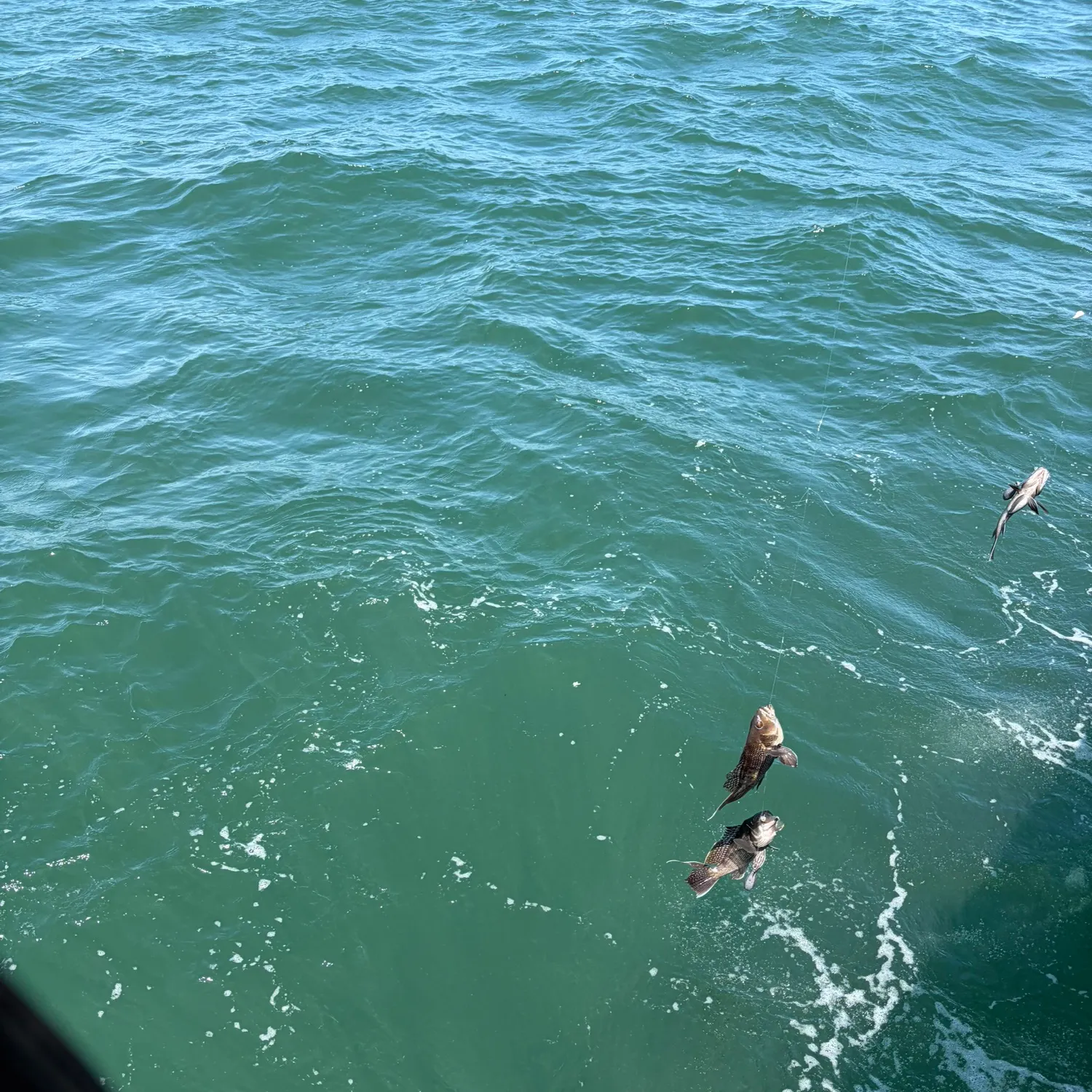 The most recent Black sea bass catches on Fishbrain