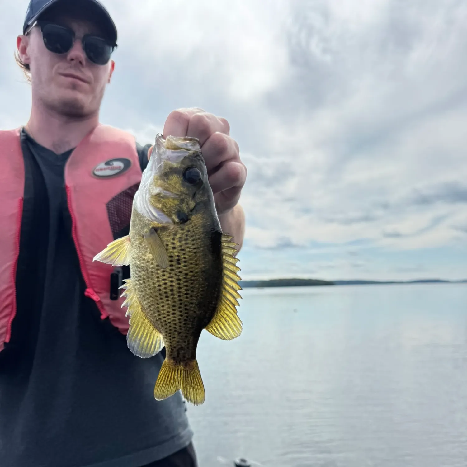 Rock bass caught on Fishbrain