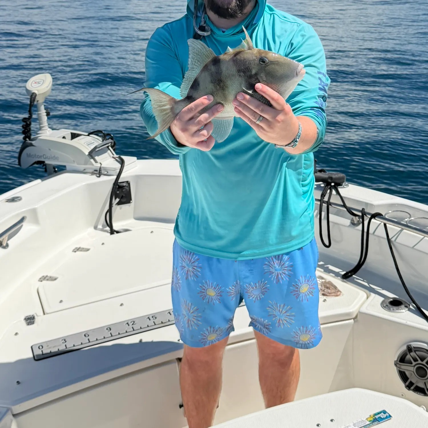 Grey triggerfish caught on Fishbrain