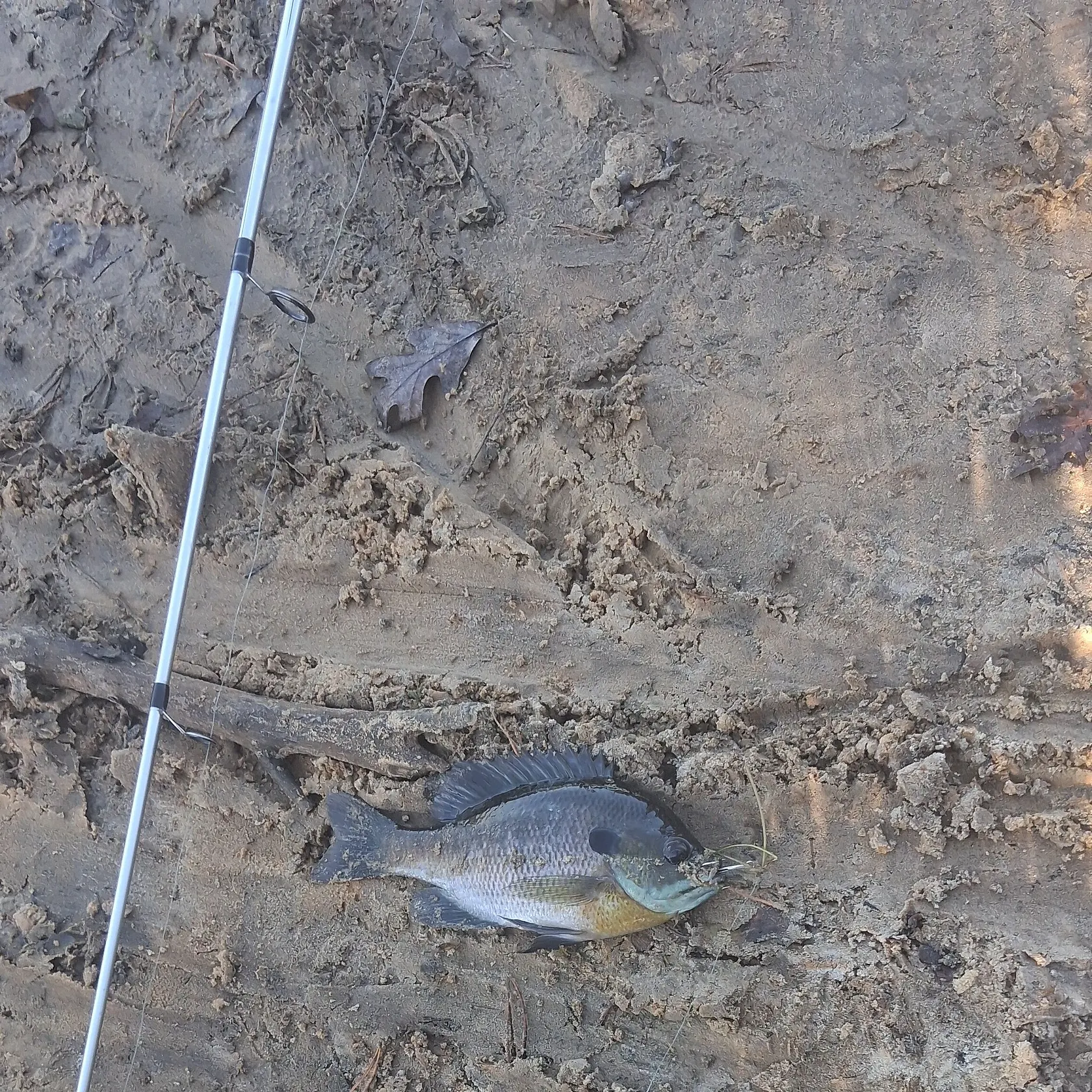Bluegill caught on Fishbrain