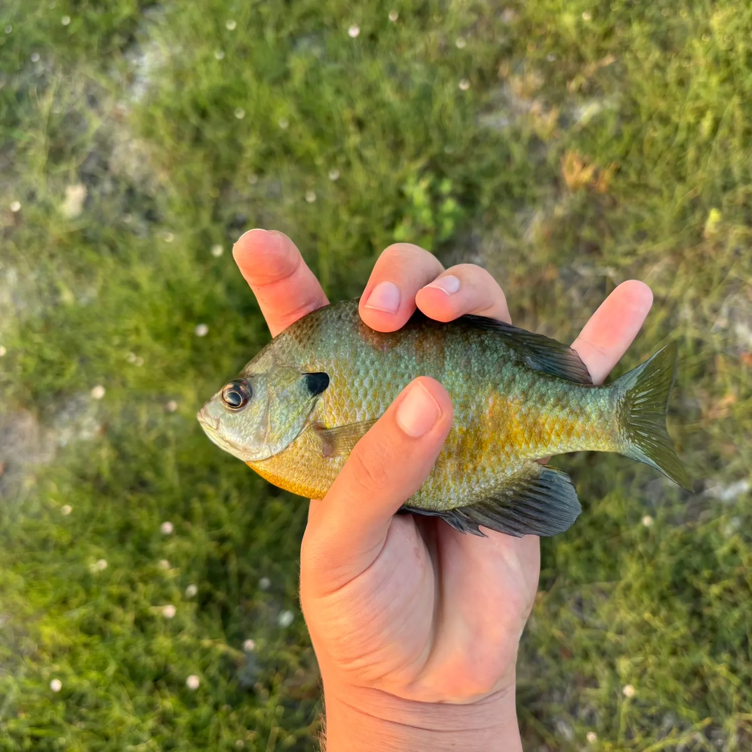 Bluegill caught on Fishbrain