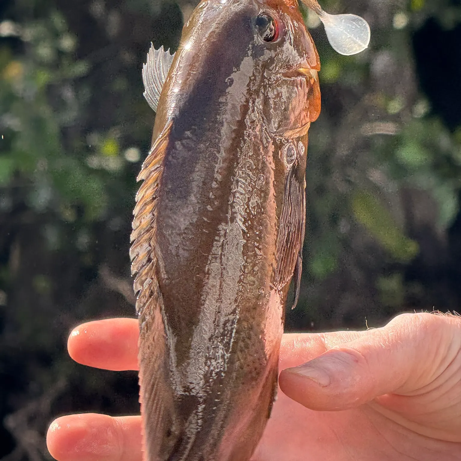 The most recent Oscar catches on Fishbrain