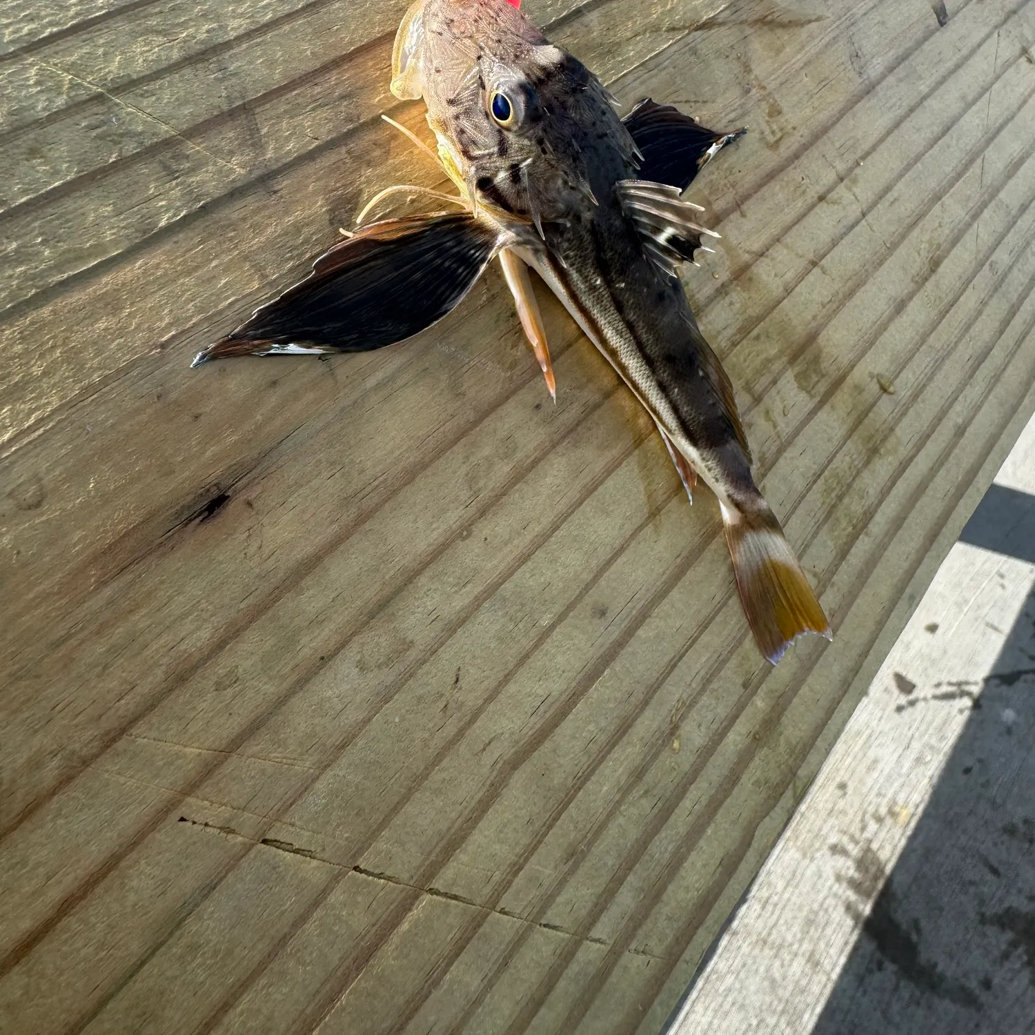 The most recent Striped searobin catches on Fishbrain