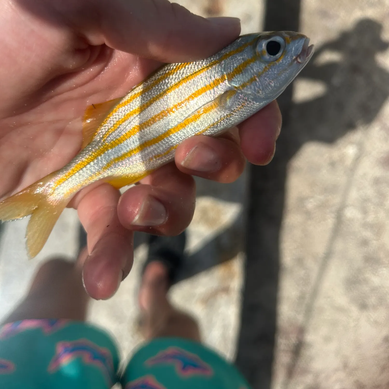The most recent Smallmouth grunt catches on Fishbrain