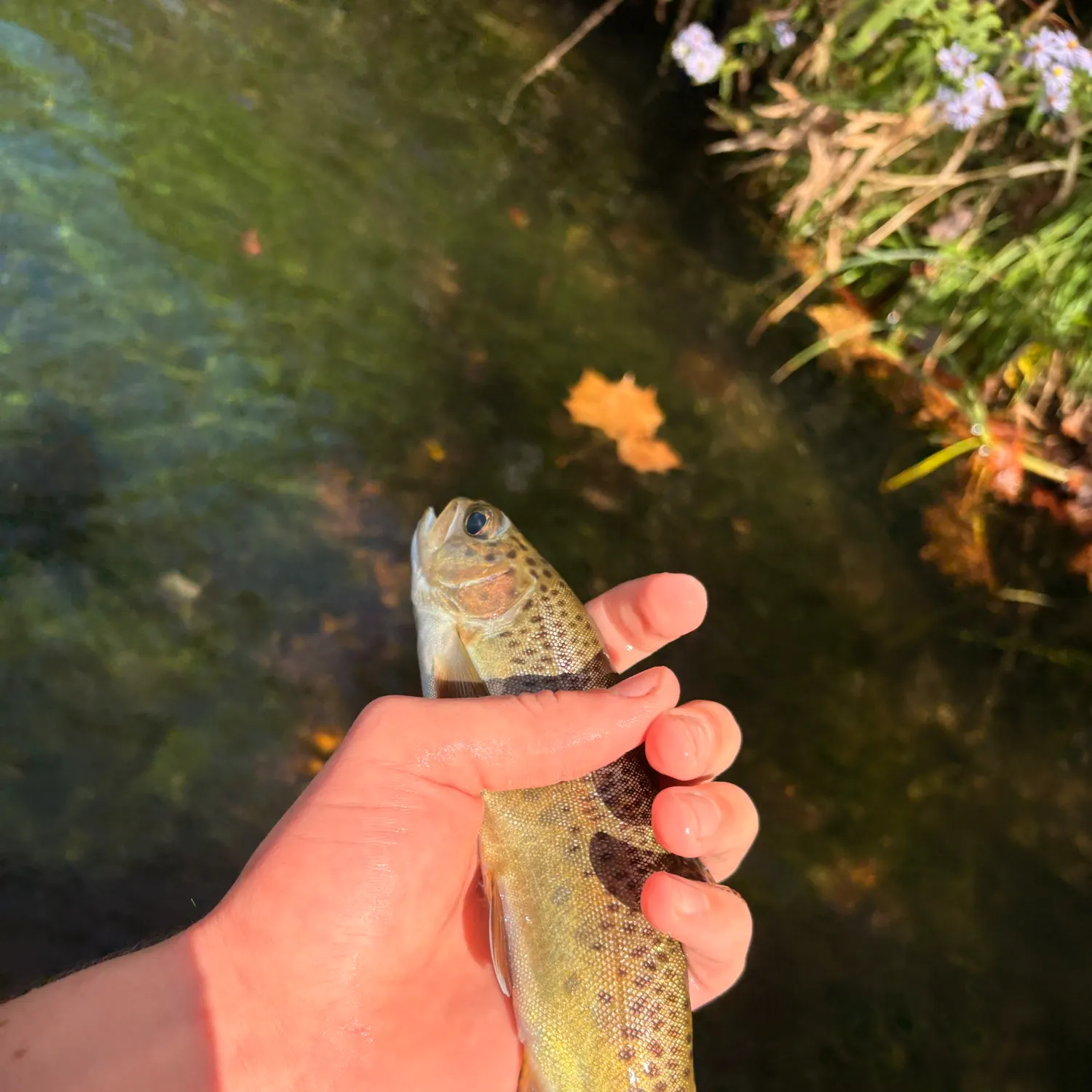 Rainbow trout caught on Fishbrain