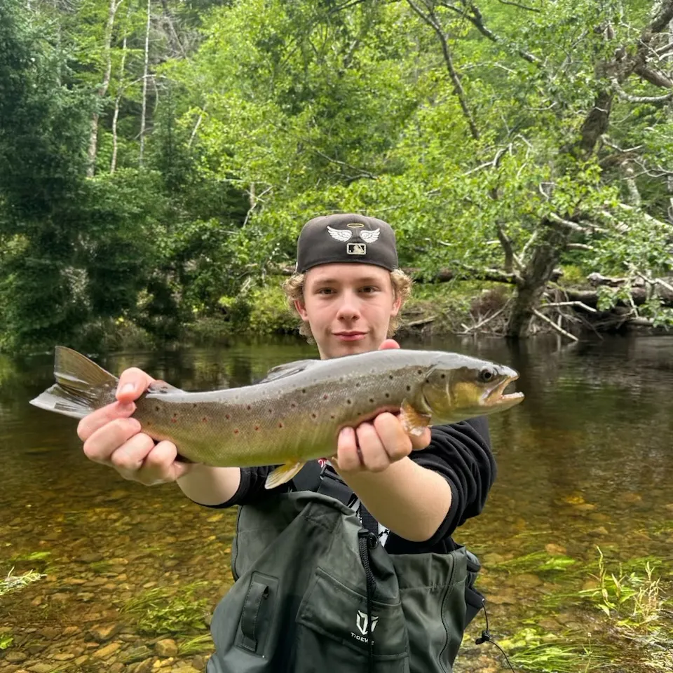 Brown trout caught on Fishbrain