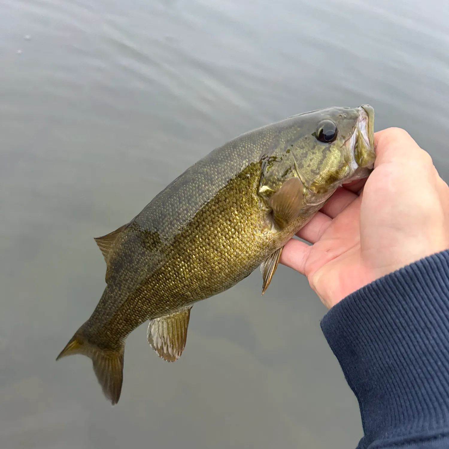 Smallmouth bass caught on Fishbrain