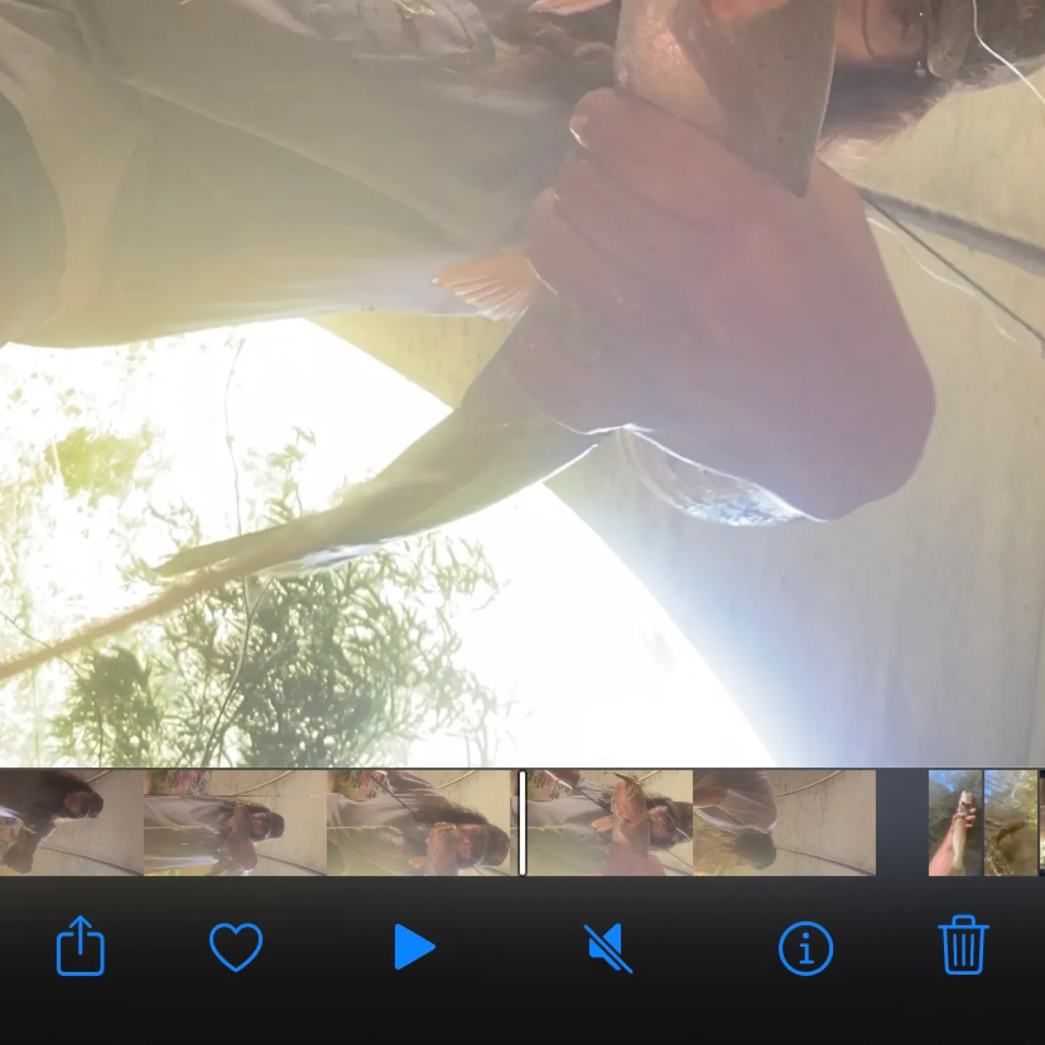 recently logged catches