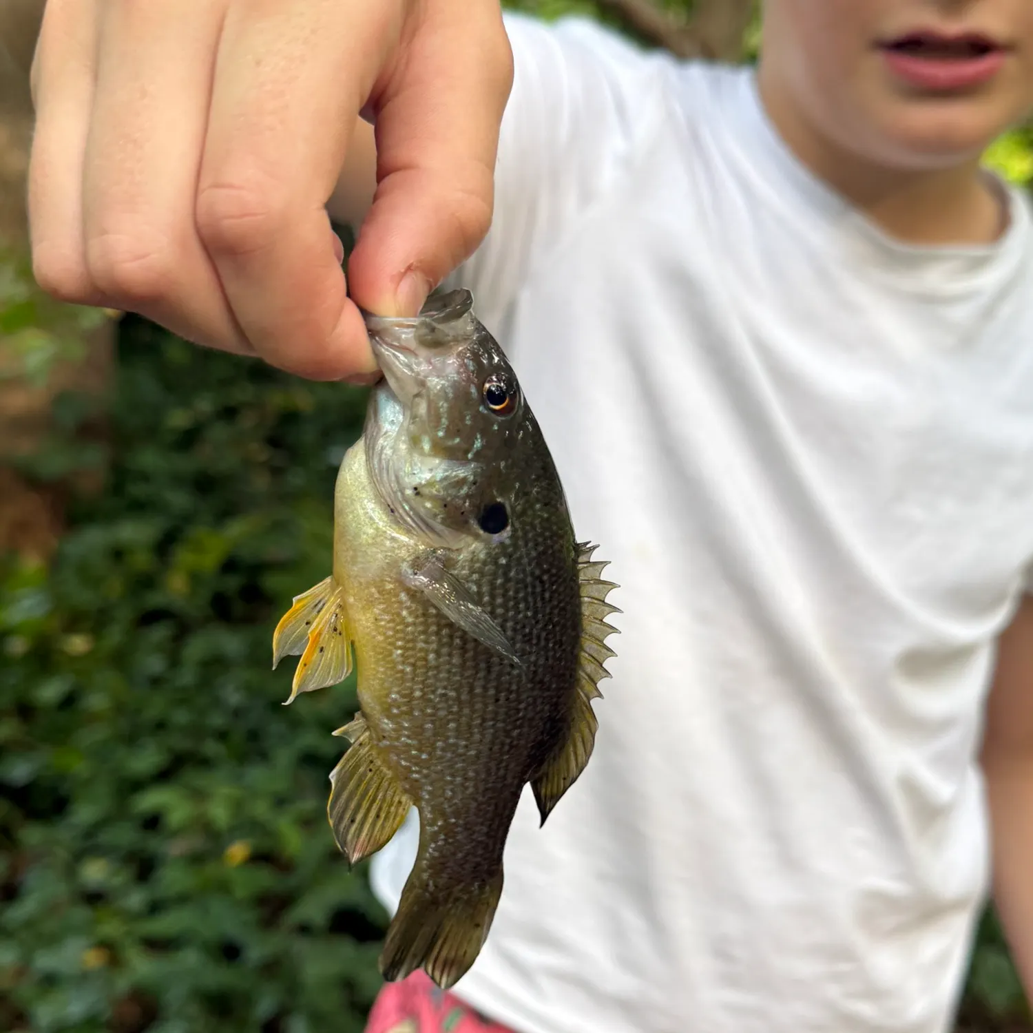 Green sunfish caught on Fishbrain