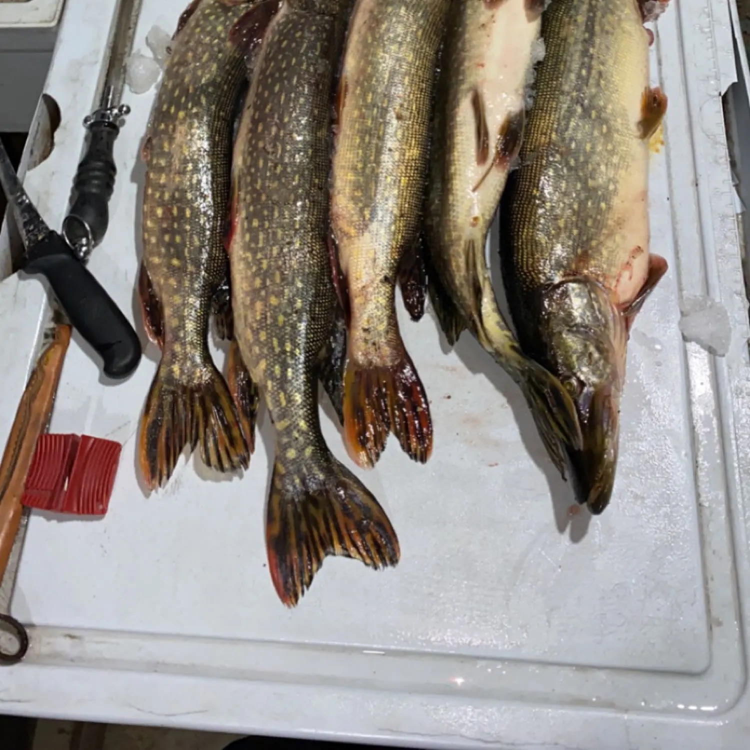 recently logged catches