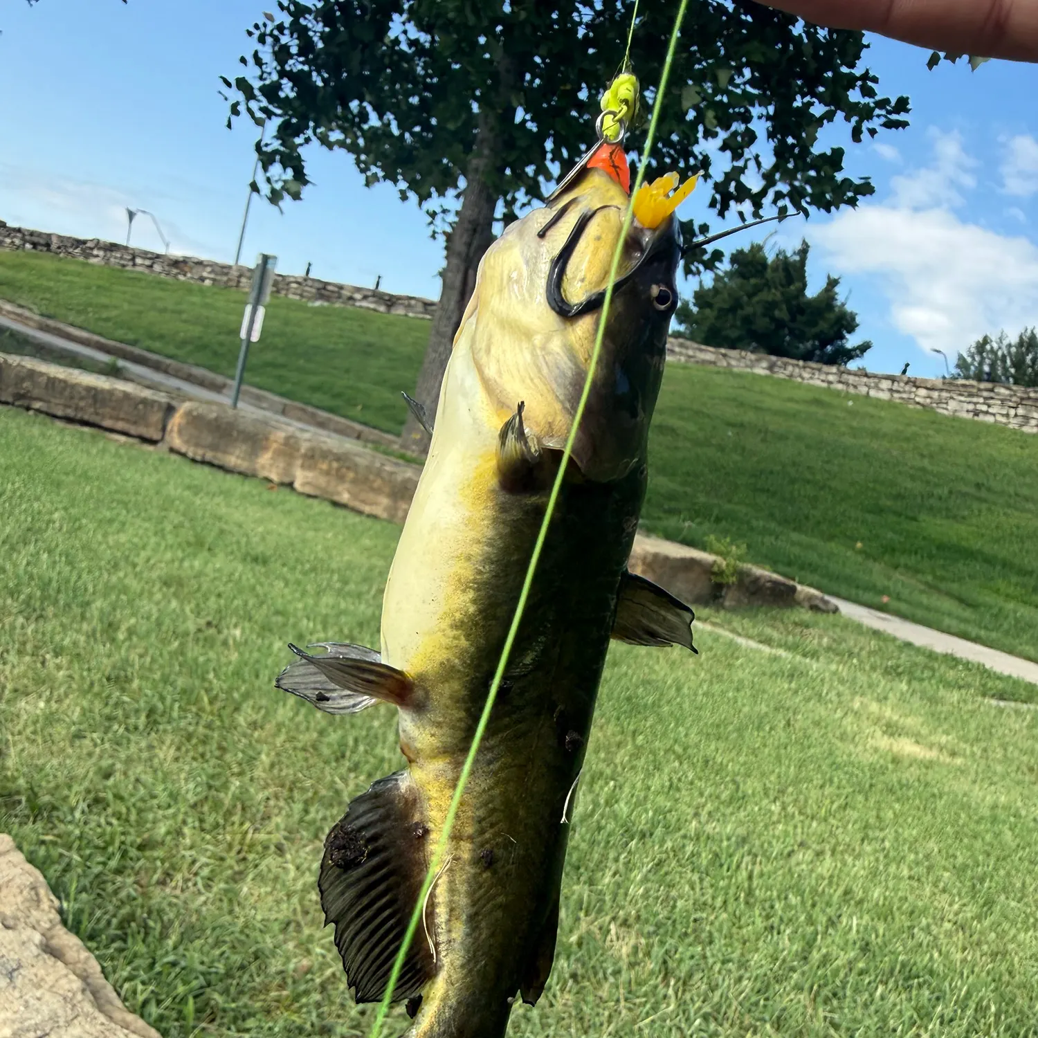 Black bullhead caught on Fishbrain