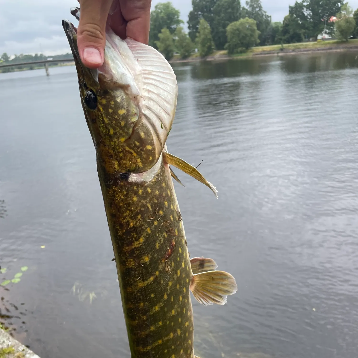 catch