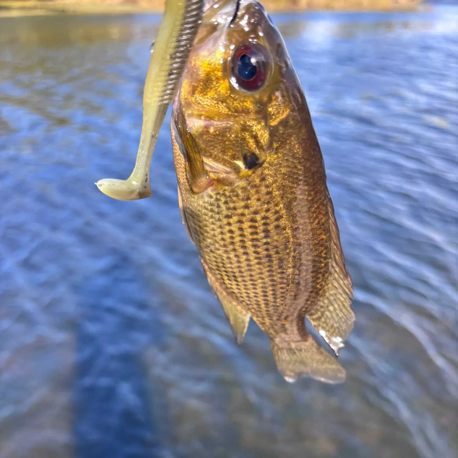 Rock bass caught on Fishbrain