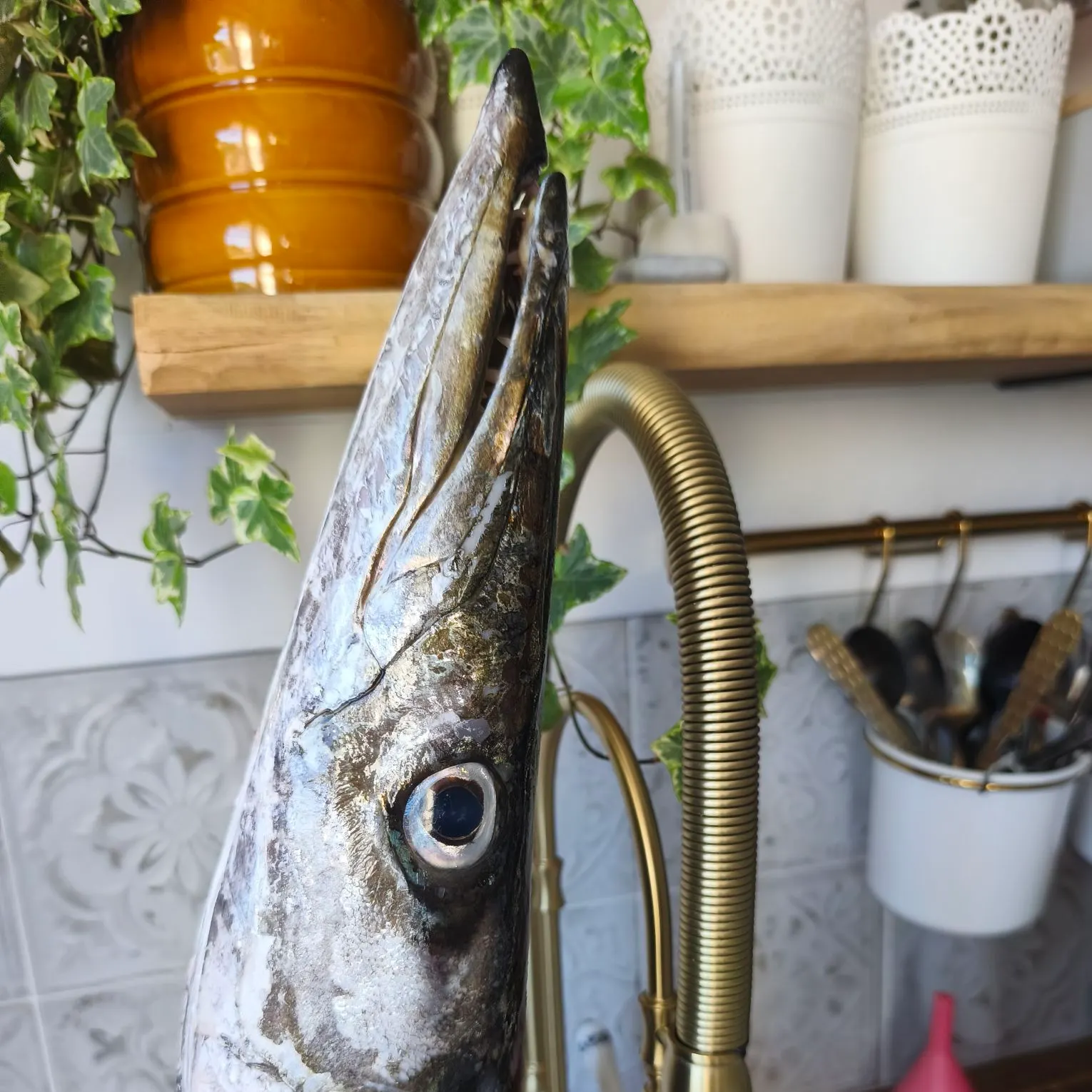 The most recent Pickhandle barracuda catches on Fishbrain