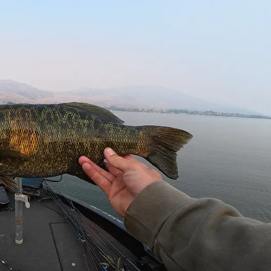 Smallmouth bass caught on Fishbrain
