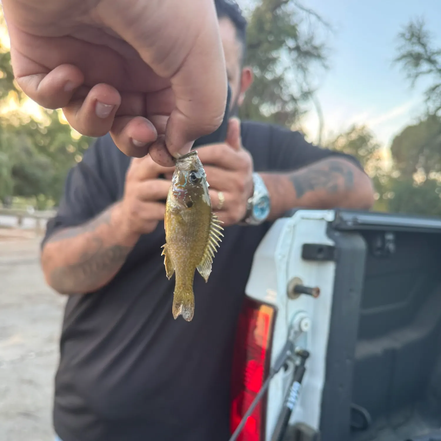 Bluegill caught on Fishbrain