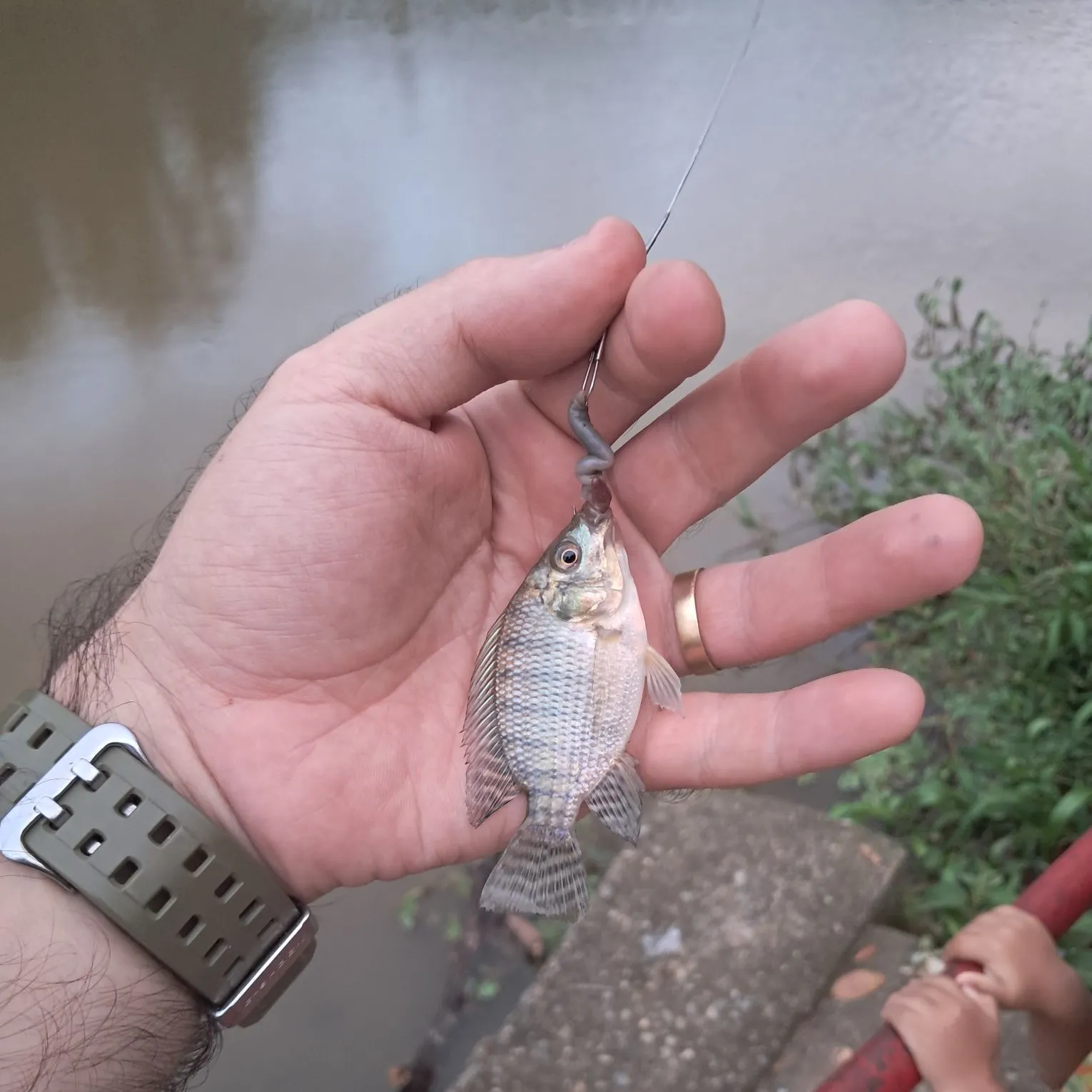 The most recent Nile tilapia catches on Fishbrain