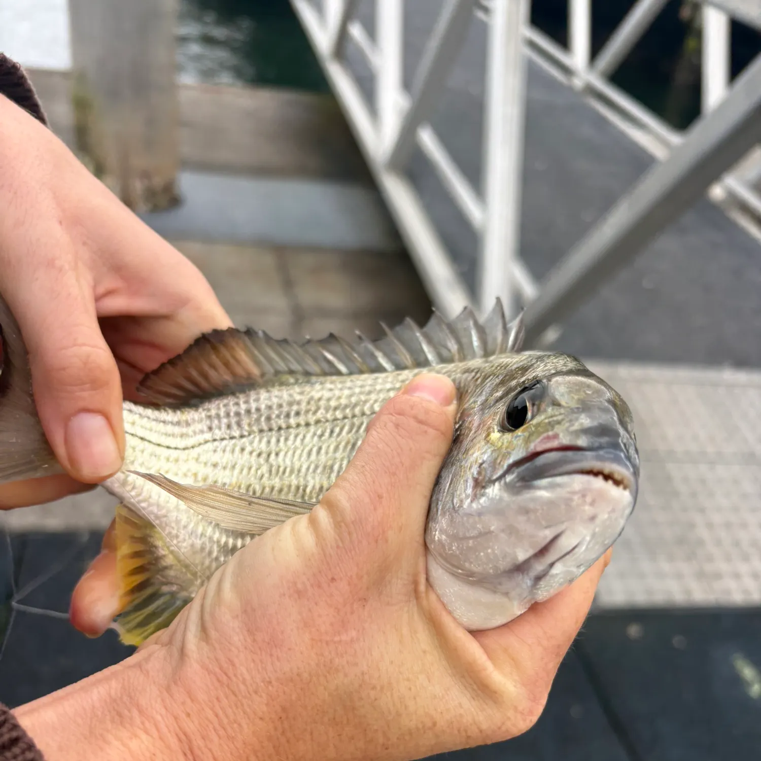 Surf bream caught on Fishbrain