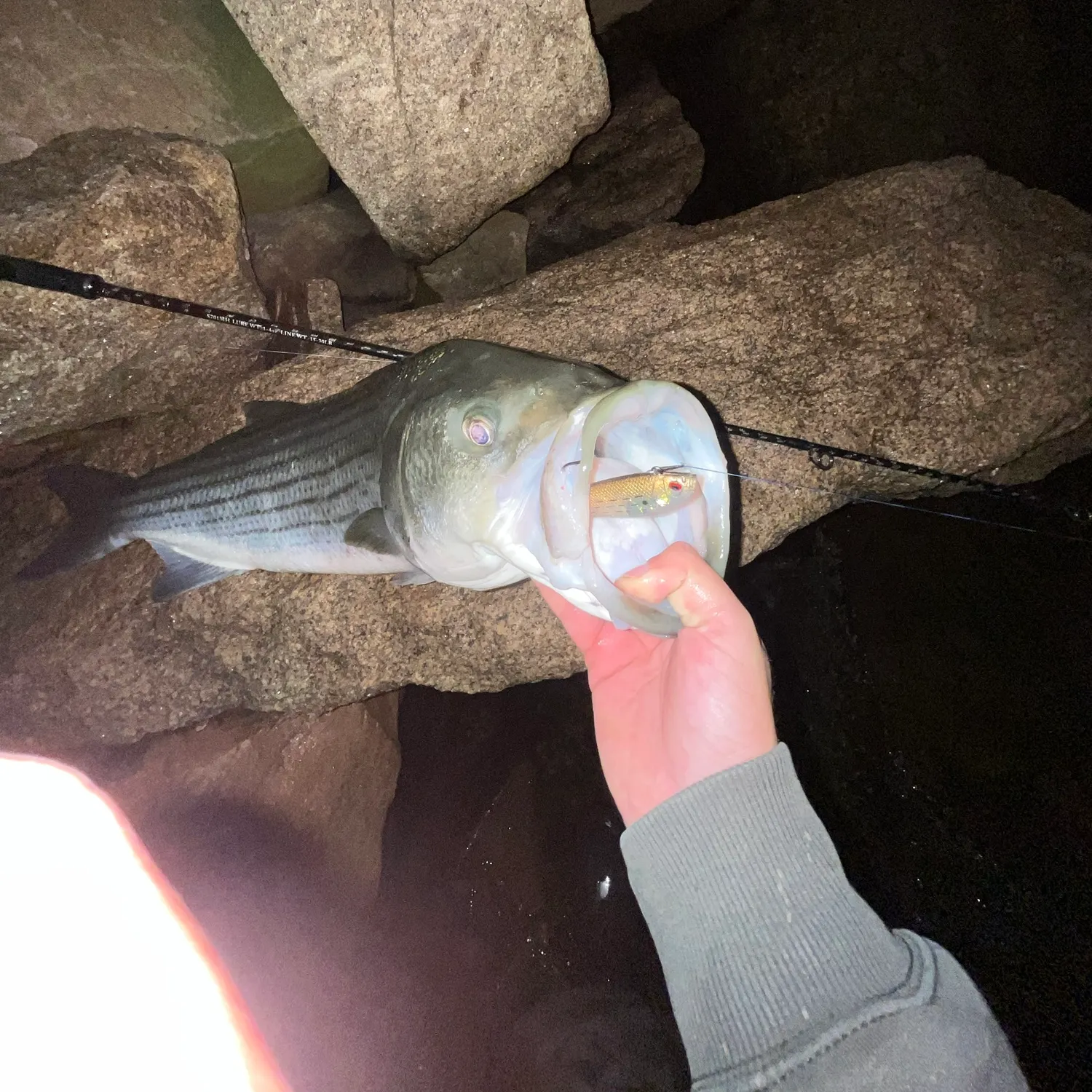 Striped bass caught on Fishbrain