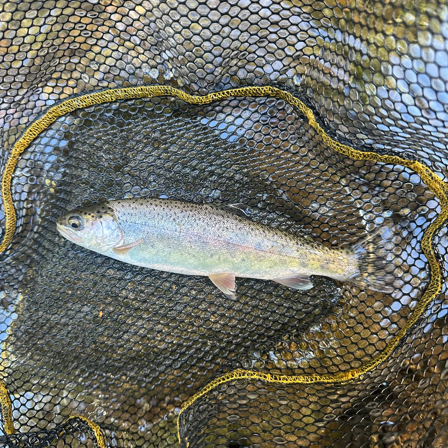 Rainbow trout caught on Fishbrain