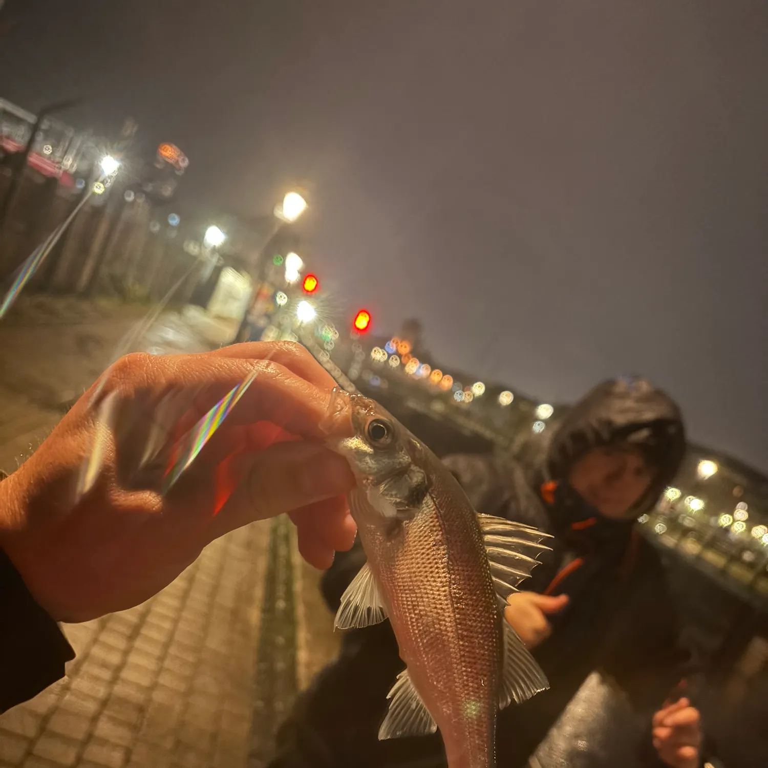 European seabass caught on Fishbrain