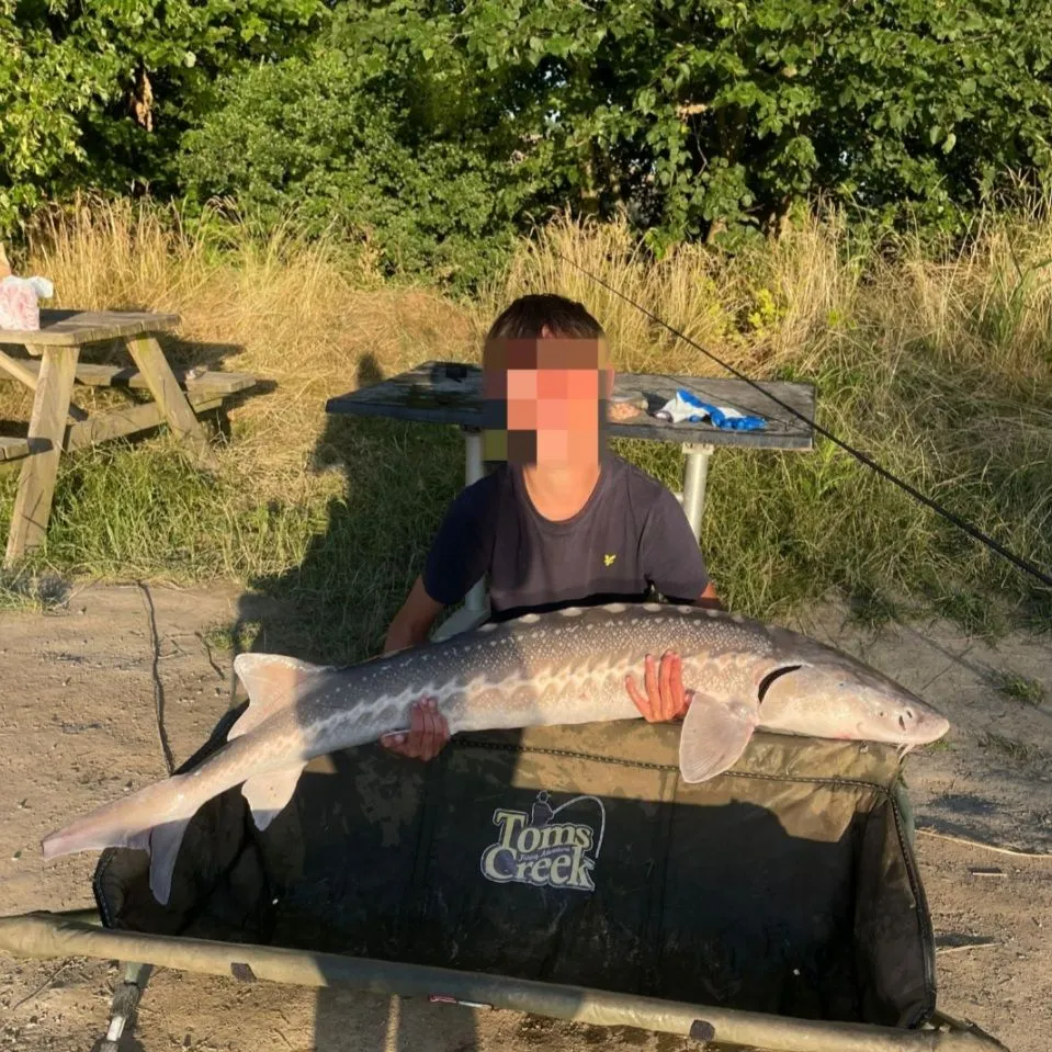 The most recent European sturgeon catches on Fishbrain