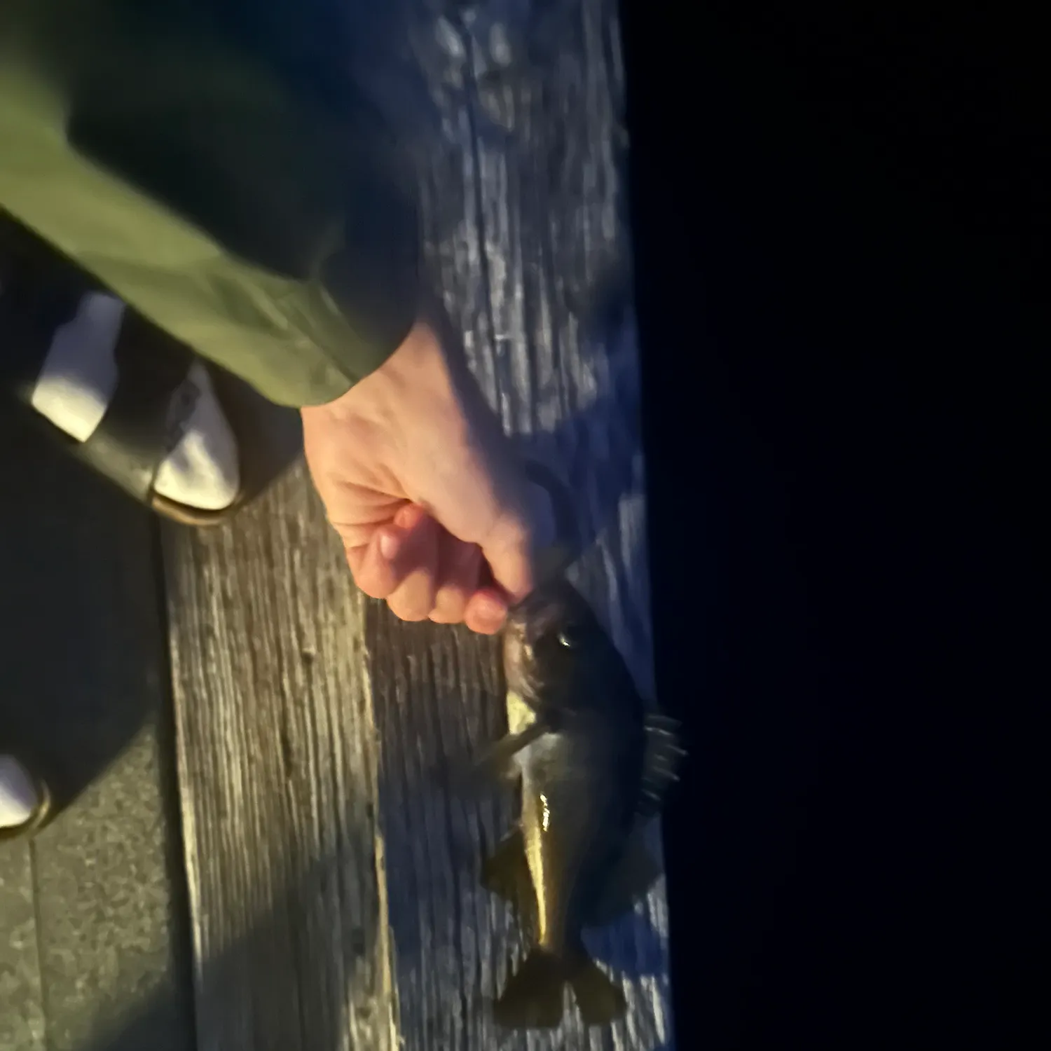 The most recent Copper rockfish catches on Fishbrain