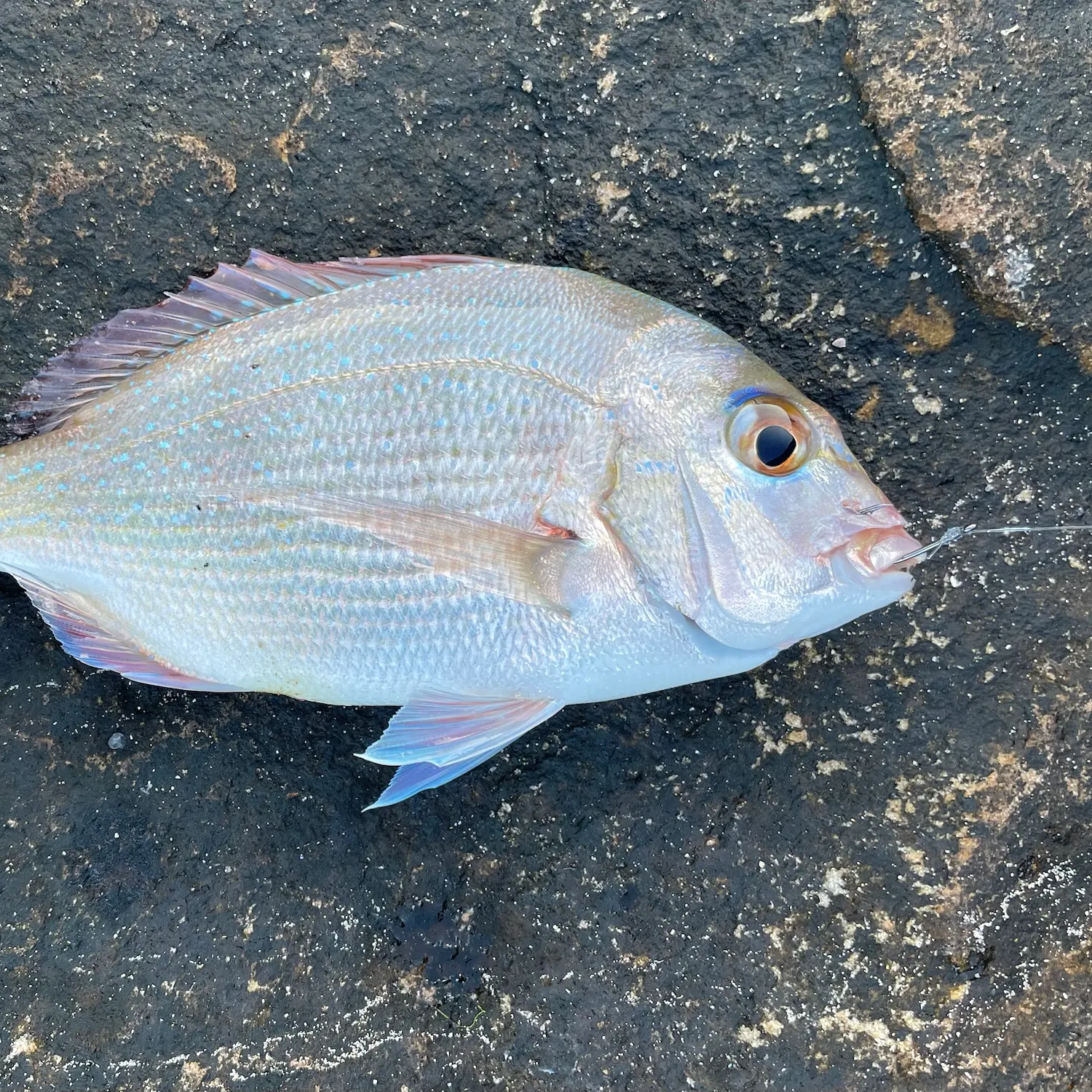 Australasian snapper caught on Fishbrain