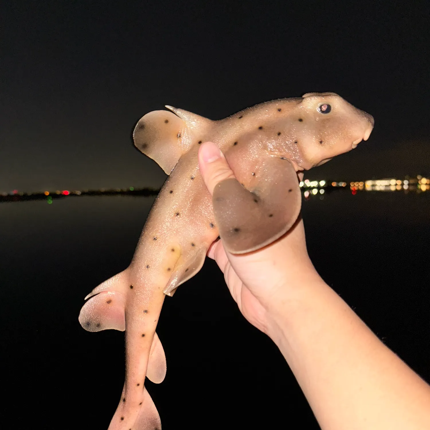 The most recent Horn shark catches on Fishbrain