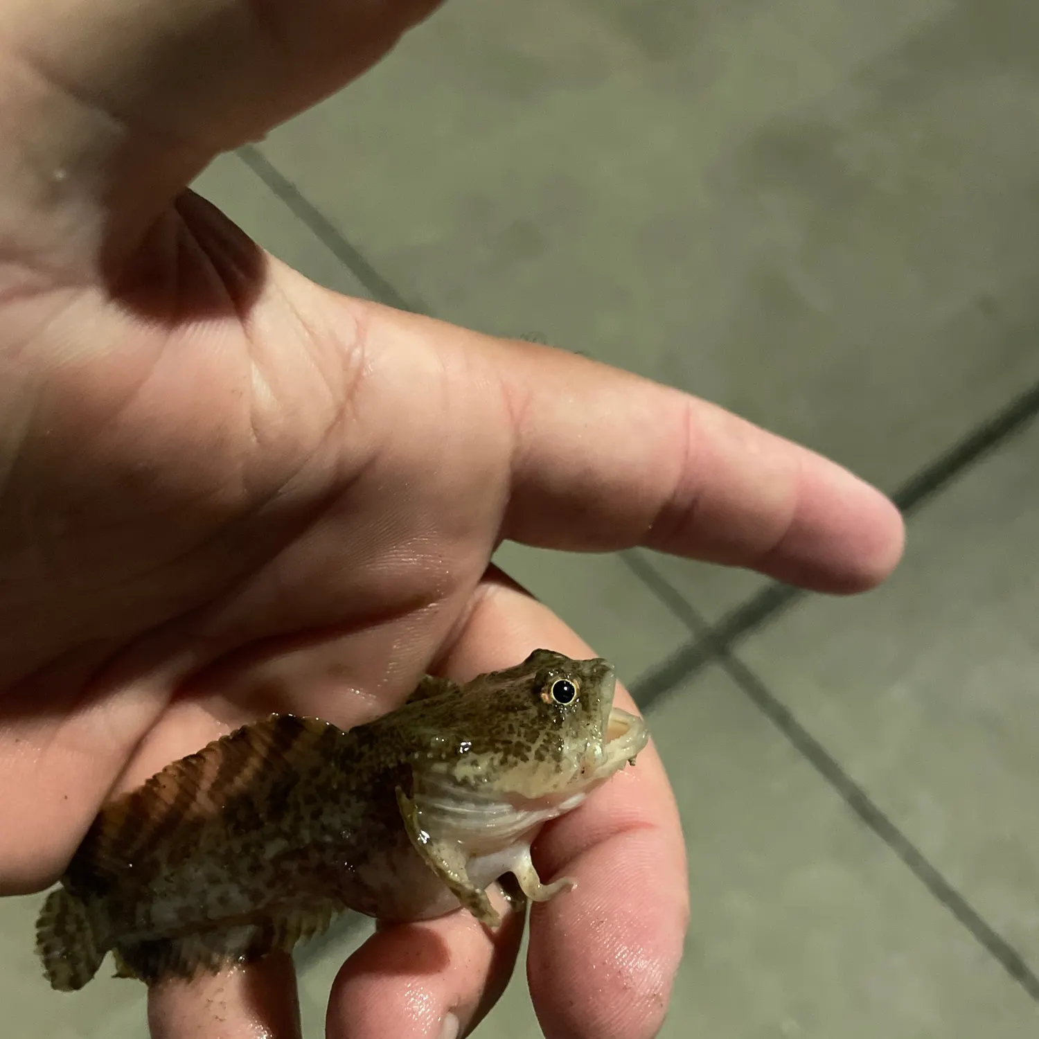 The most recent Boulenger's toadfish catches on Fishbrain