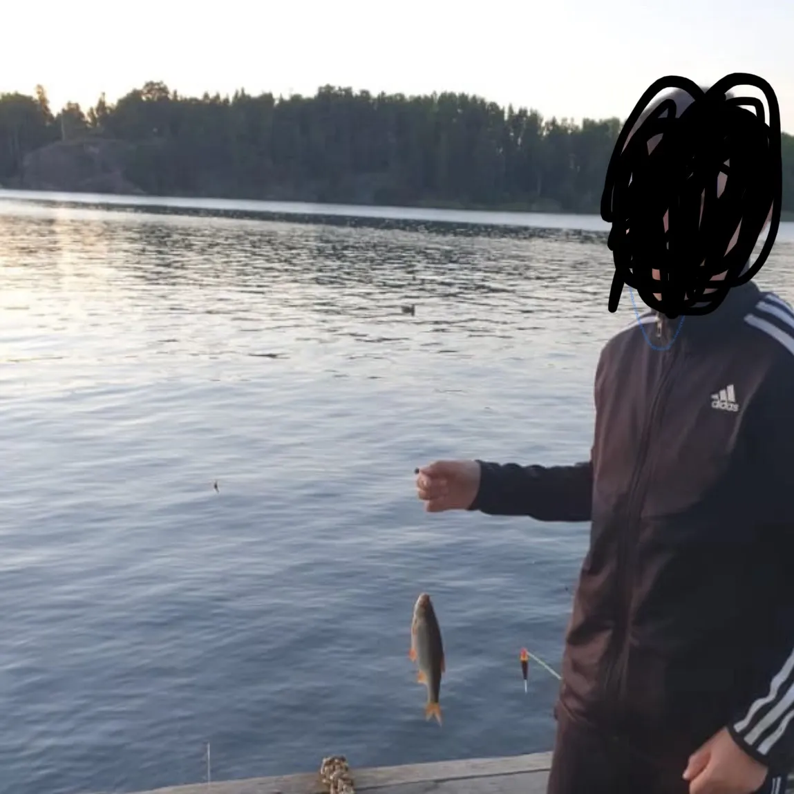Common roach caught on Fishbrain