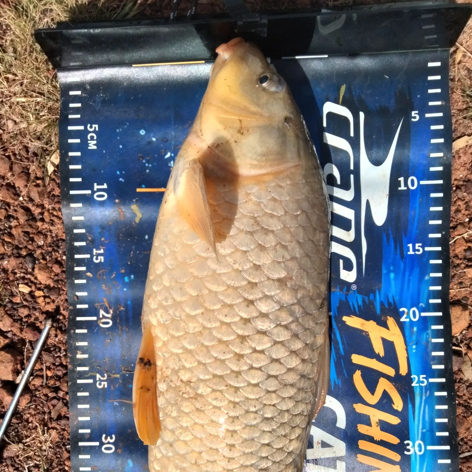 Common carp caught on Fishbrain