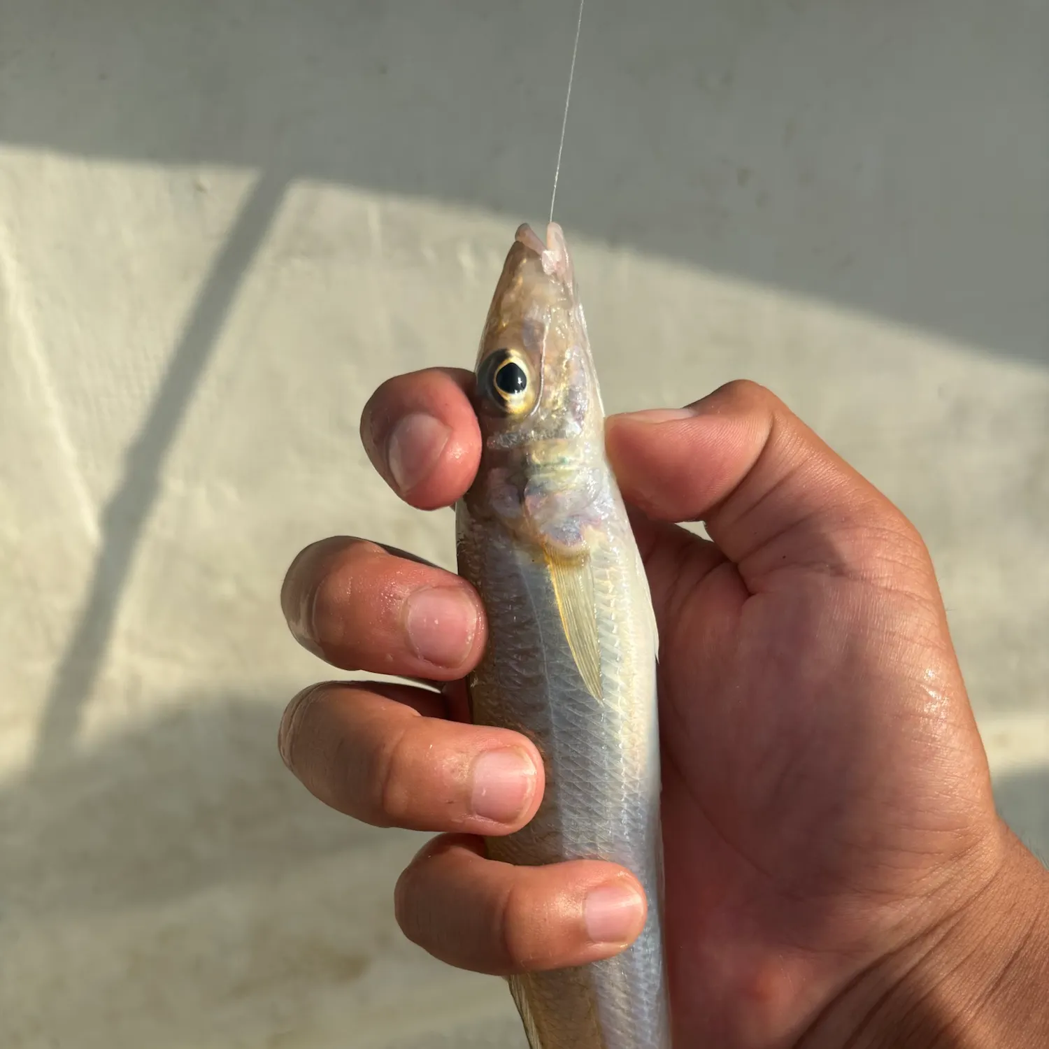 The most recent Japanese whiting catches on Fishbrain