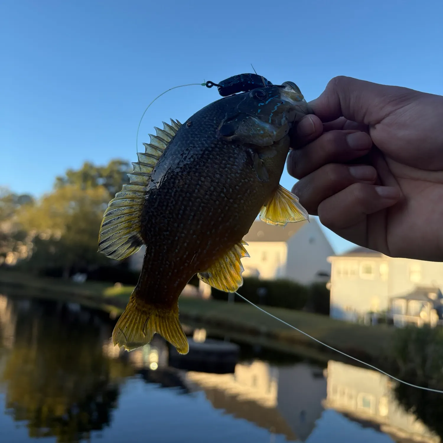 Green sunfish caught on Fishbrain