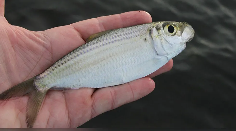 Gizzard shad