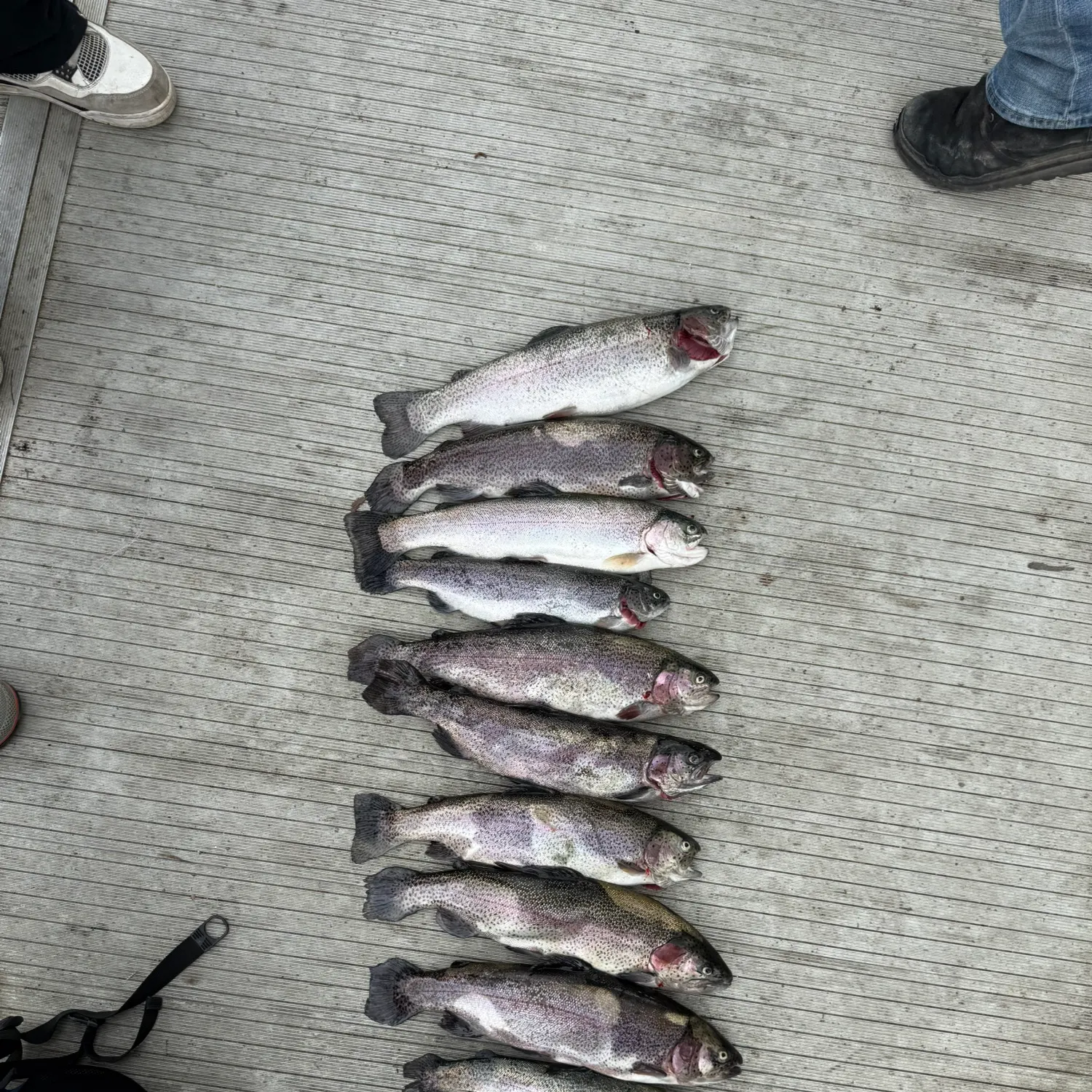 recently logged catches