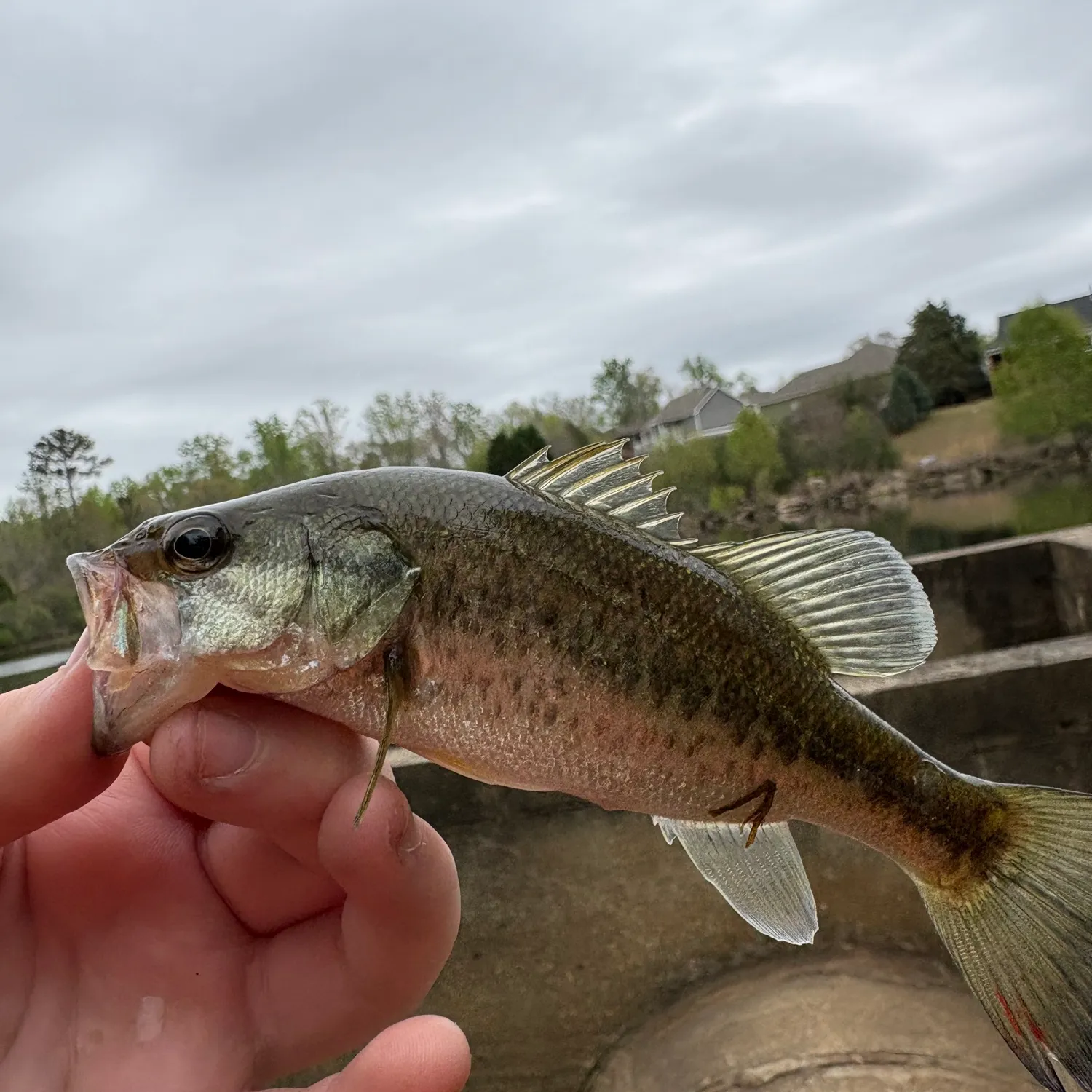 The most recent Great white shark catches on Fishbrain