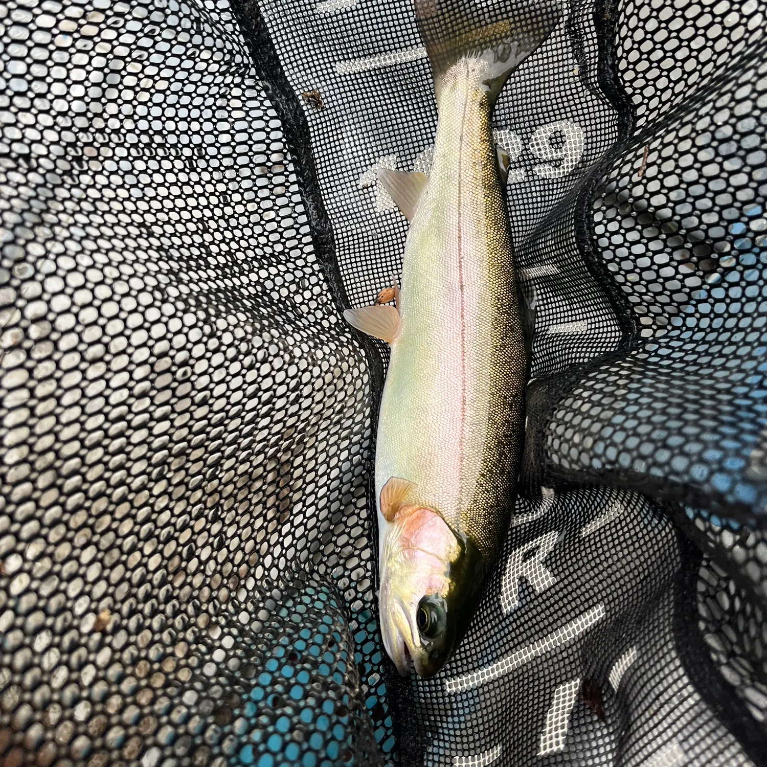 The most recent Steelhead catches on Fishbrain