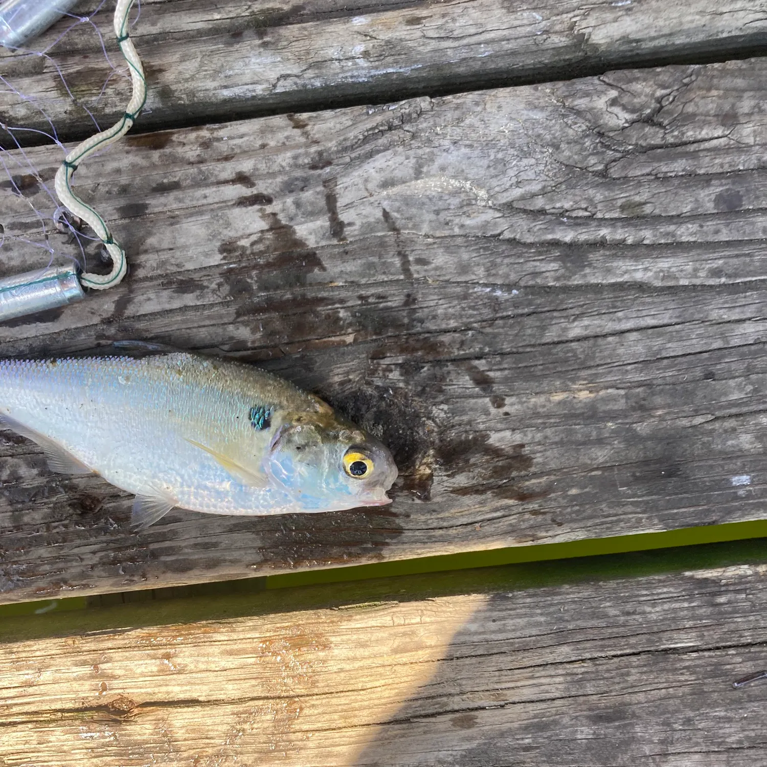 Fish caught on Fishbrain