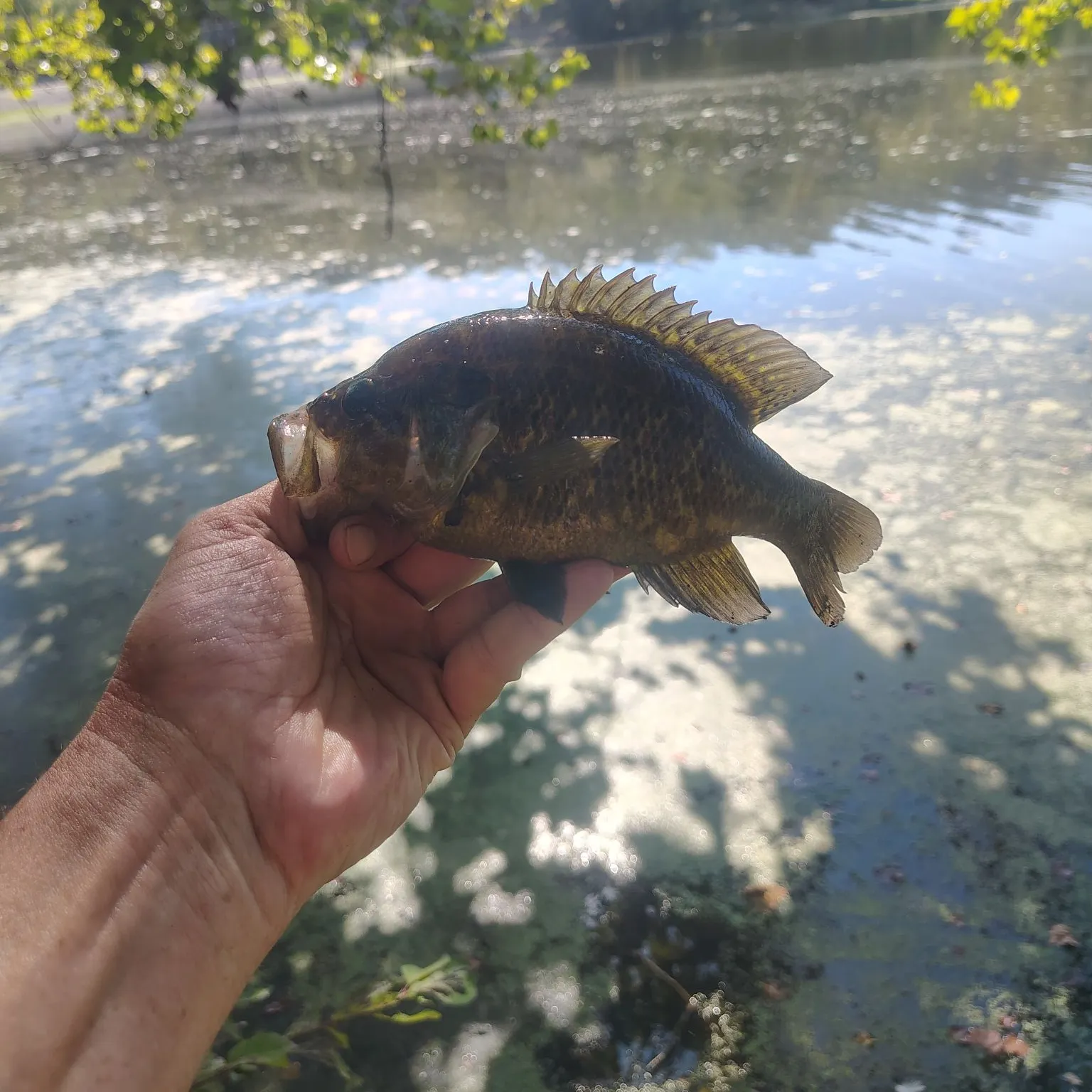 Warmouth caught on Fishbrain