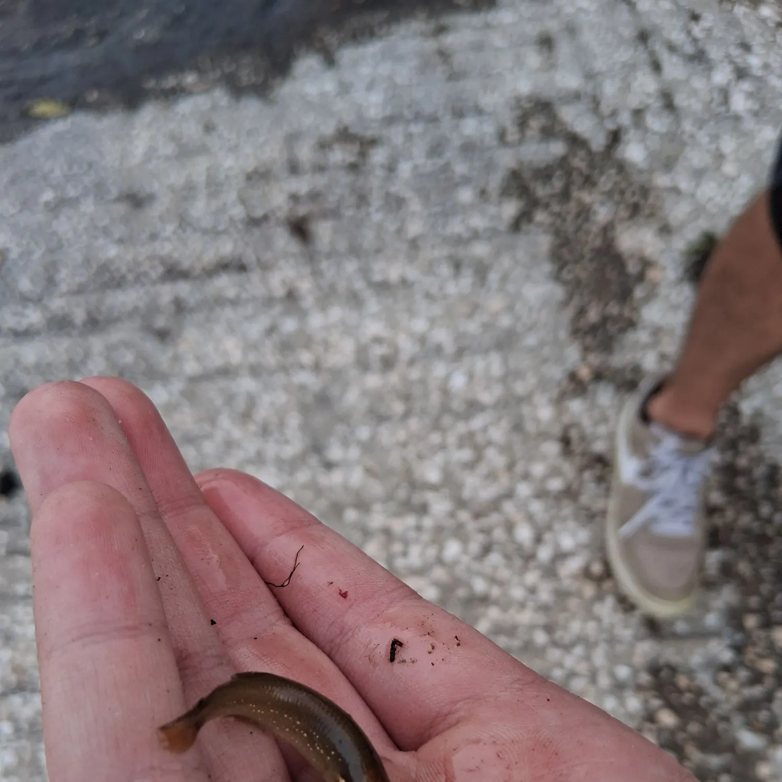 The most recent Golden topminnow catches on Fishbrain