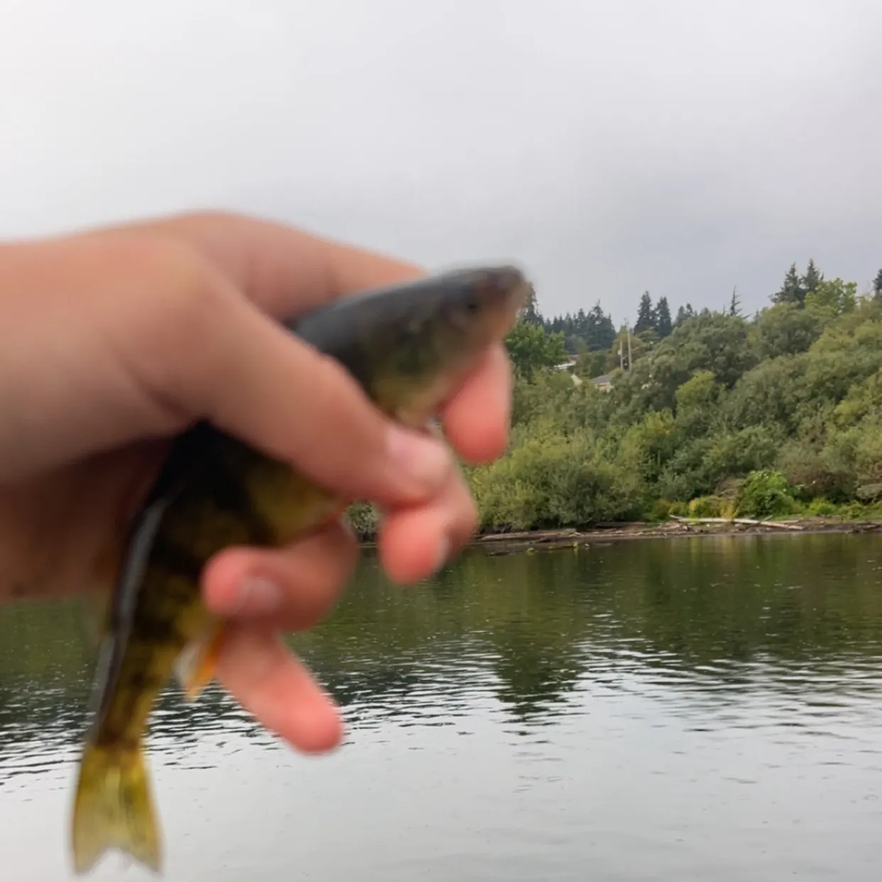 Yellow perch caught on Fishbrain